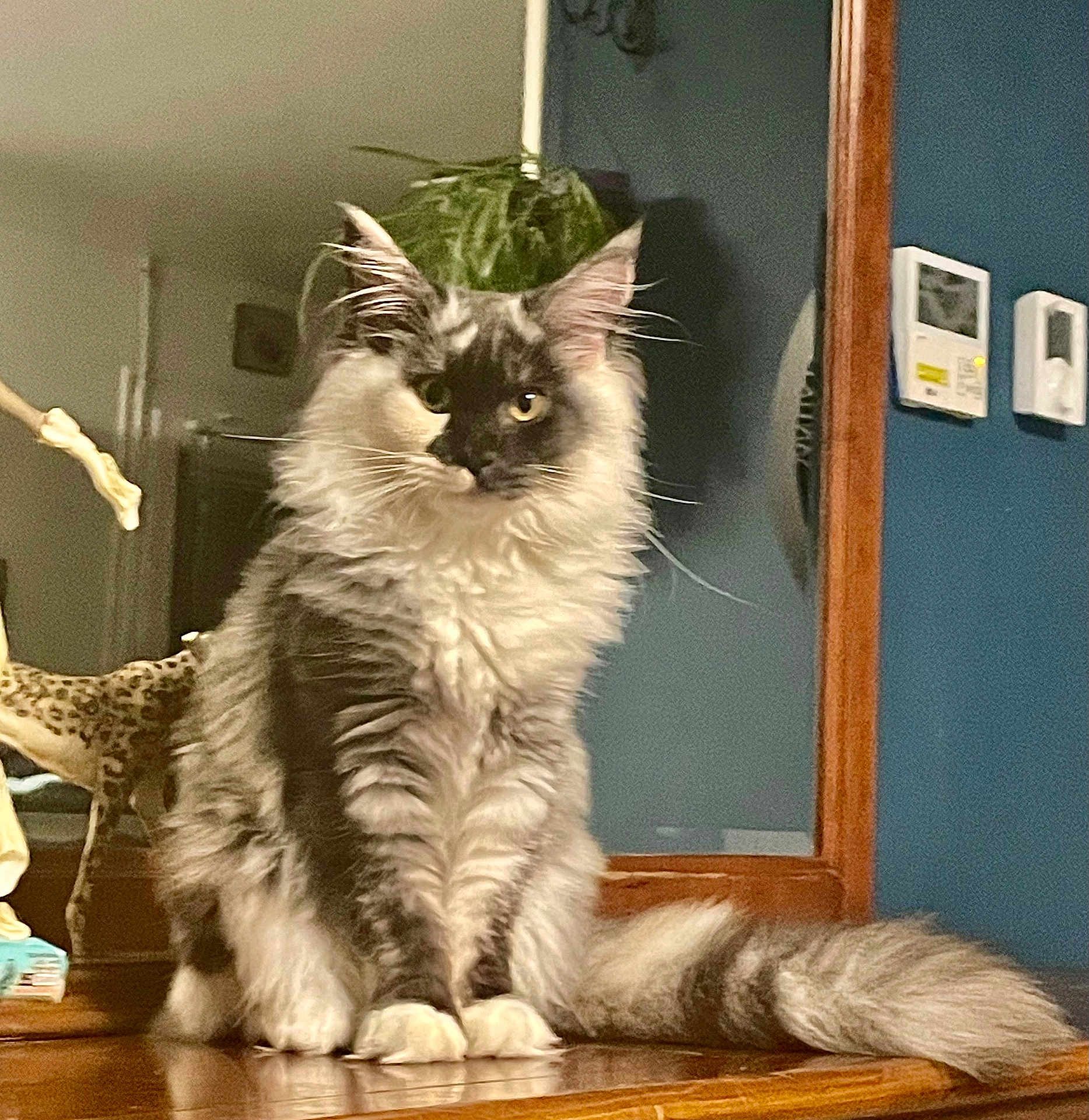 Ashley a rejoint le concours — aidez-le/la à gagner de superbes lots ! cat, fluffy, sitting, wooden_surface, indoor, pet, feline, long_hair, tail, ears, whiskers, household, reflection, blue_wall, decor, furniture, calm, alert, domestic, animal