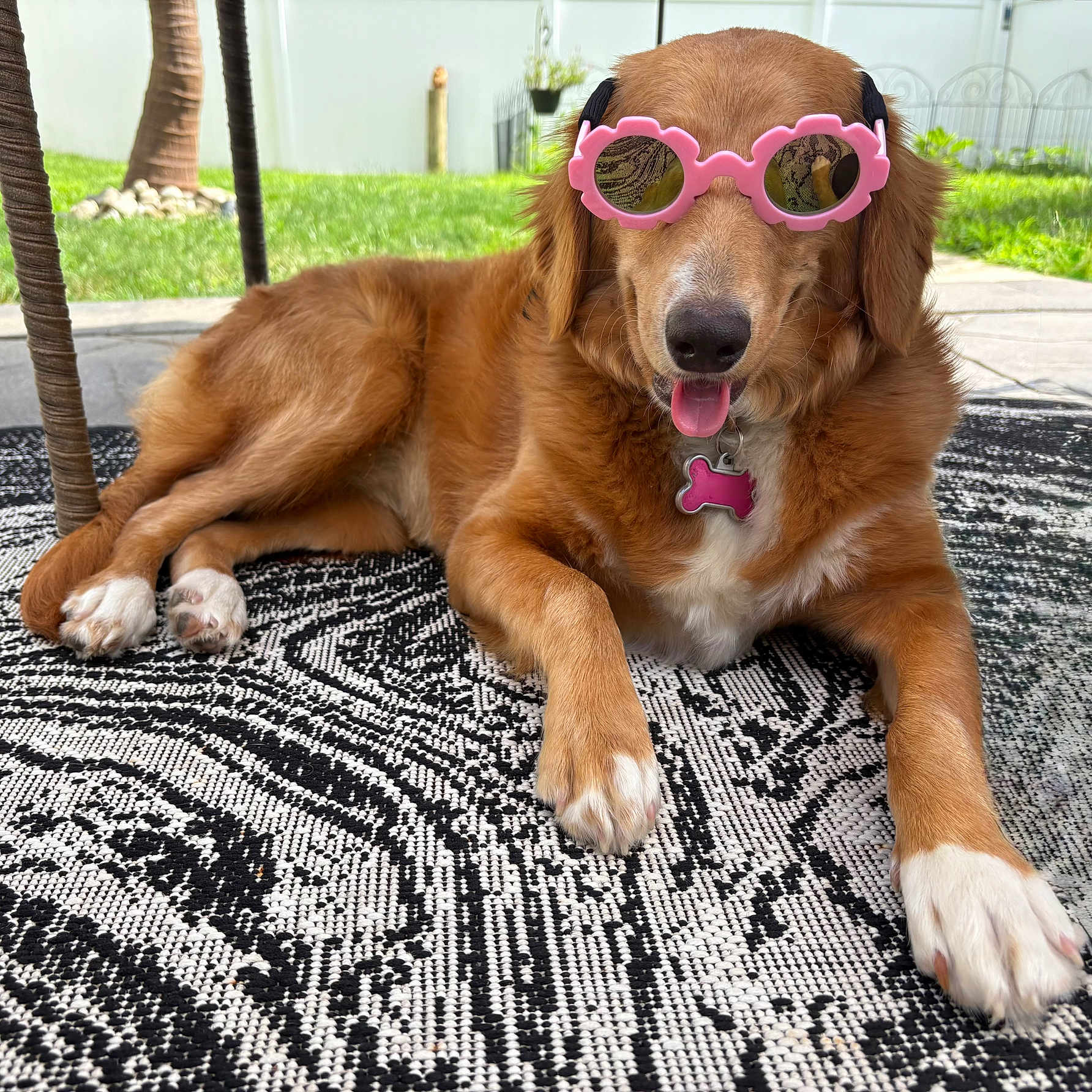 Callie joined the competition — help win amazing prizes! animal, collar, cute, dog, garden, golden_brown, grass, happy, outdoor, patterned_rug, paw, pet, pink, relaxed, rug, shady, summer, sunglasses, sunny, tongue_out