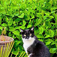 Glue participe au concours pour gagner de l'argent avec cette photo : cat, black_and_white_cat, animal, pet, outdoor, greenery, plant, foliage, nature, sitting, curious, stone_surface, pot, leaf, daylight, mammal, whiskers, fur, alert, wildlife