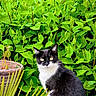 cat, black_and_white_cat, animal, pet, outdoor, greenery, plant, foliage, nature, sitting, curious, stone_surface, pot, leaf, daylight, mammal, whiskers, fur, alert, wildlife