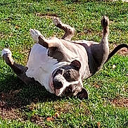 Starr joined the competition — help win amazing prizes! dog, grass, outdoor, playful, pet, sunlight, fence, canine, animal, happy, tongue, belly_up, ears, nature, summer, funny_pose, head, paw, yard, domestic_animal