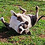 dog, grass, outdoor, playful, pet, sunlight, fence, canine, animal, happy, tongue, belly_up, ears, nature, summer, funny_pose, head, paw, yard, domestic_animal