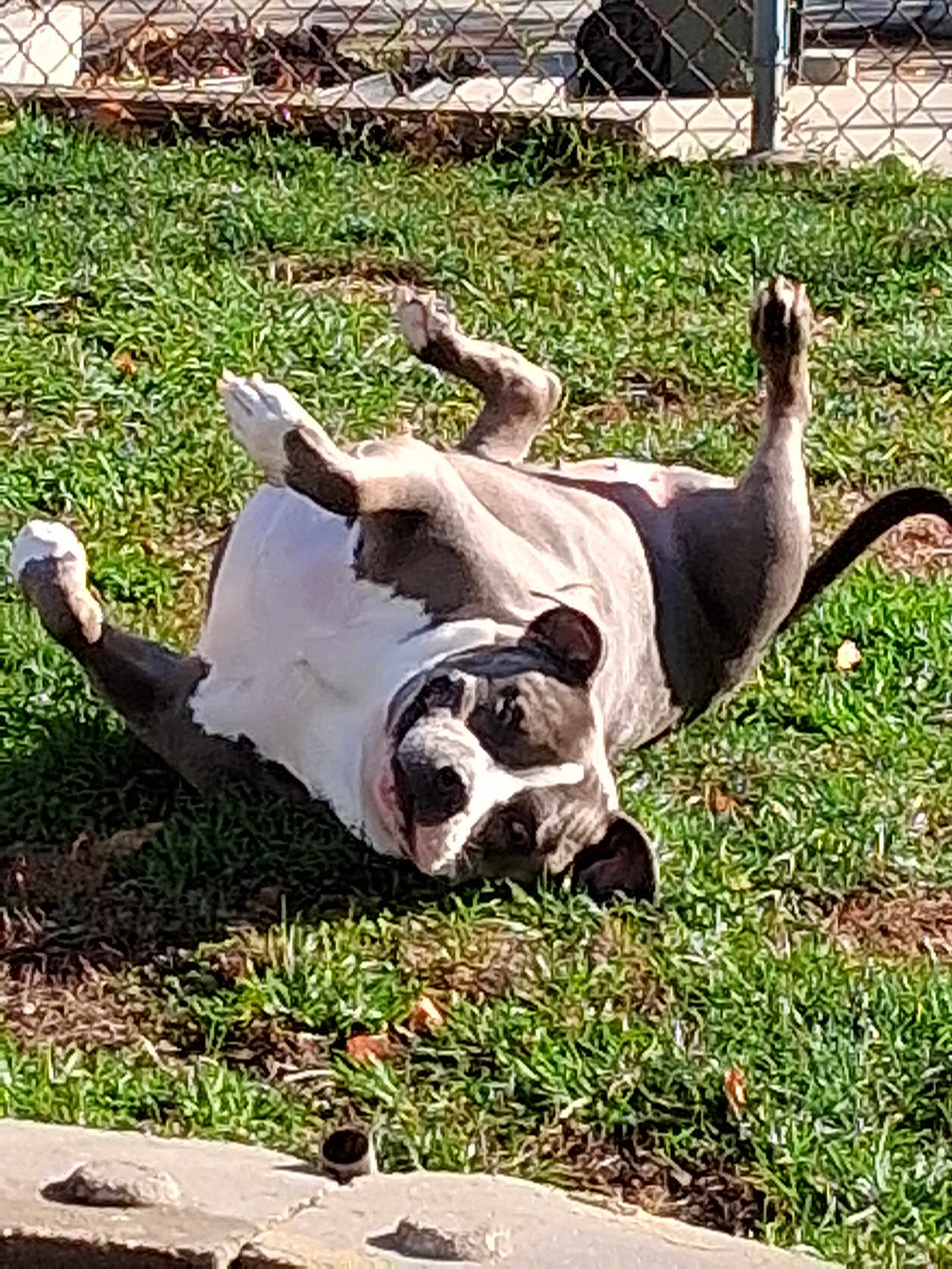 Starr joined the competition — help win amazing prizes! dog, grass, outdoor, playful, pet, sunlight, fence, canine, animal, happy, tongue, belly_up, ears, nature, summer, funny_pose, head, paw, yard, domestic_animal