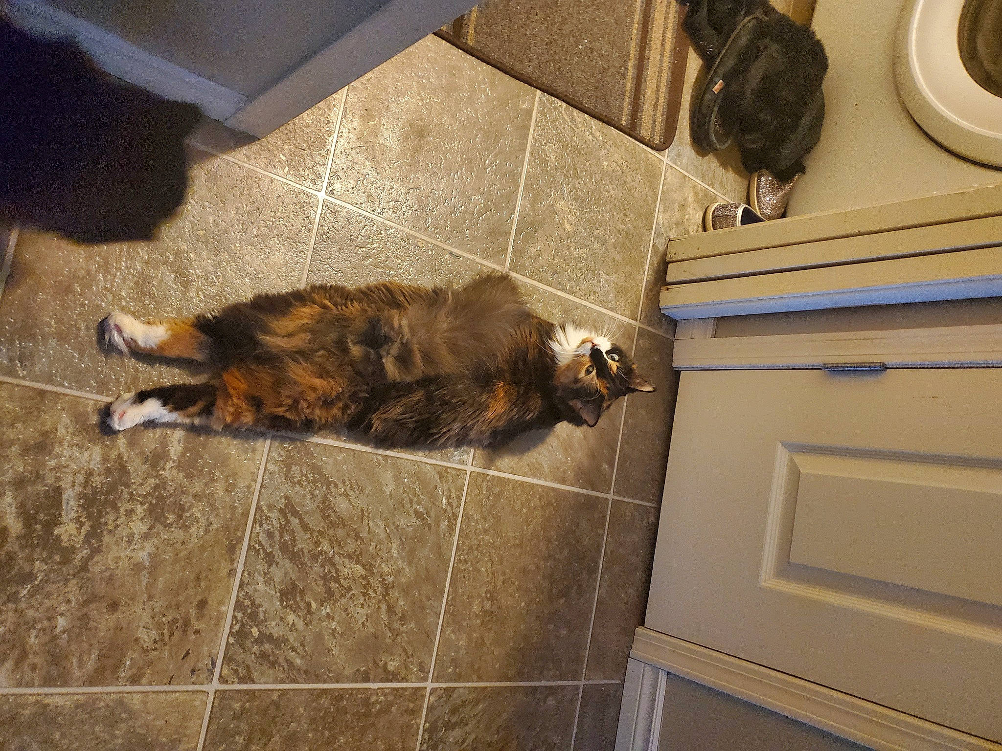 Chloe joined the competition — help win amazing prizes! audio_equipment, brown, carnivore, cat, dog_breed, domestic_short_haired_cat, felidae, floor, flooring, fur, gas, hardwood, room, small_to_medium_sized_cats, tail, terrestrial_animal, tile, vertebrate, whiskers, wood