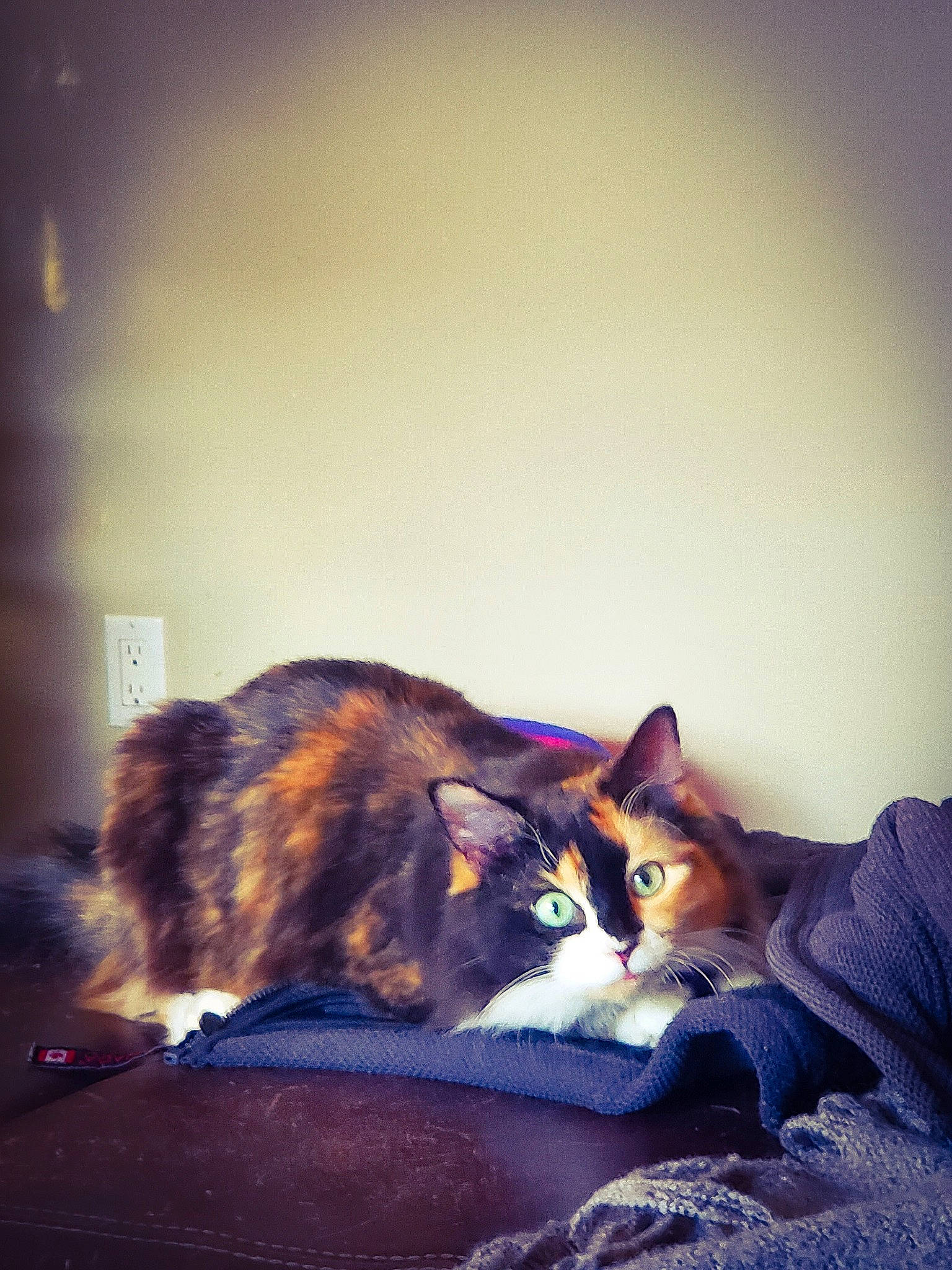 Chloe joined the competition — help win amazing prizes! carnivore, cat, comfort, domestic_short_haired_cat, eye, felidae, fur, linens, paw, plant, room, sitting, small_to_medium_sized_cats, snout, tail, tints_and_shades, tree, whiskers, window, wood