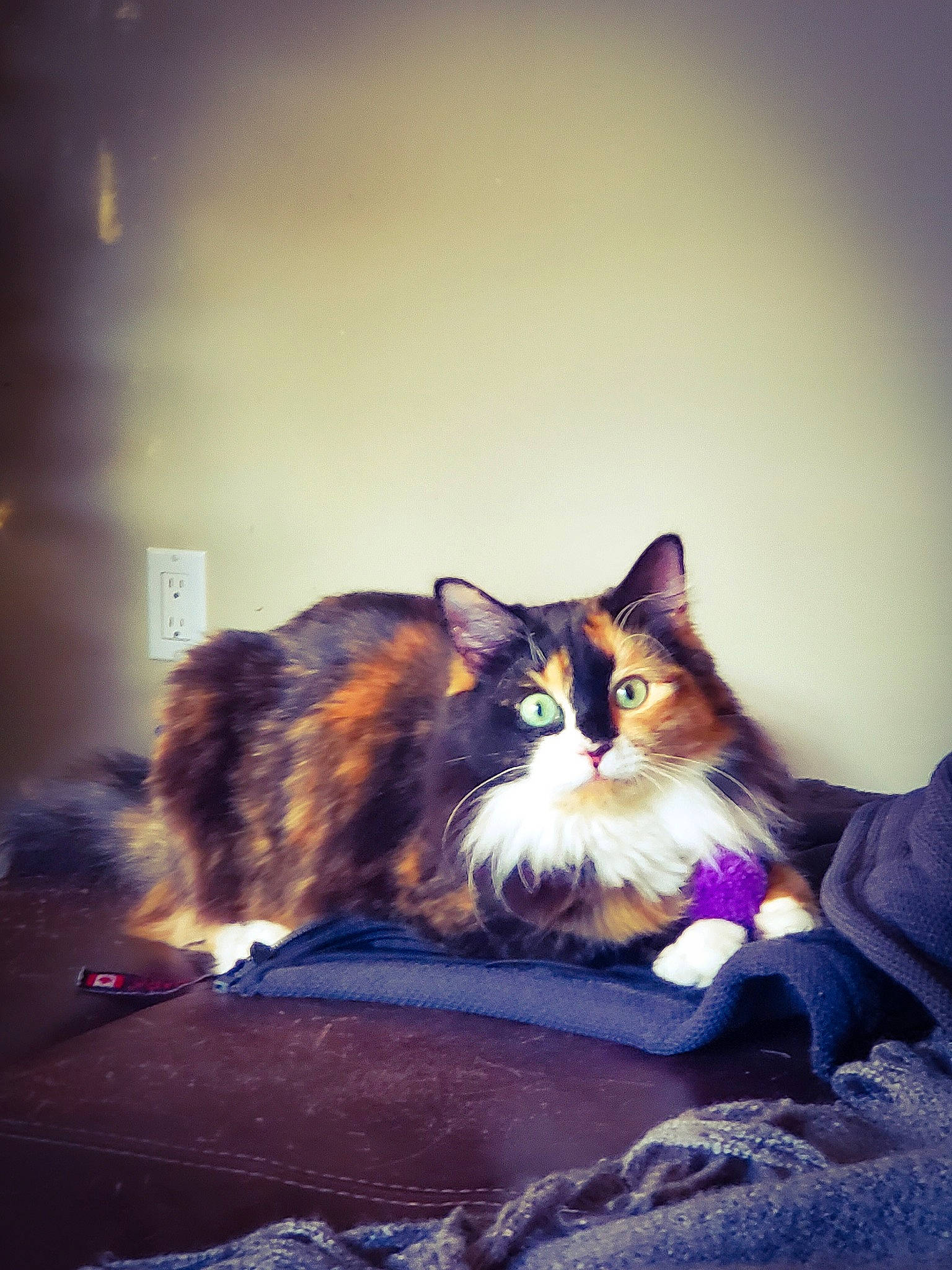 Chloe joined the competition — help win amazing prizes! carnivore, cat, darkness, evening, felidae, flash_photography, fur, night, shadow, sitting, sky, small_to_medium_sized_cats, tail, tints_and_shades, tree, whiskers, wood