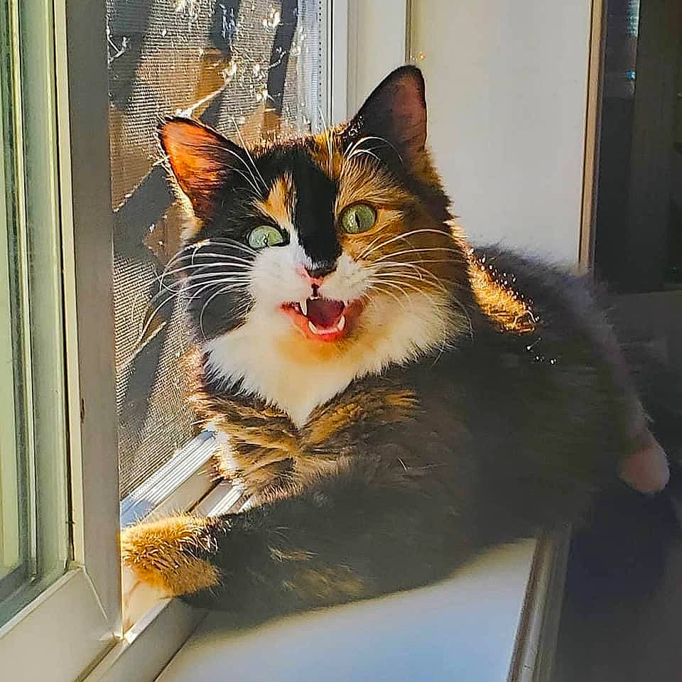 Chloe is registered to the contest to win money with this photo: art, box, cardboard, carnivore, cat, claw, domestic_short_haired_cat, door, felidae, fur, hair, head, human_body, metal, paw, small_to_medium_sized_cats, snout, vertebrate, whiskers, window