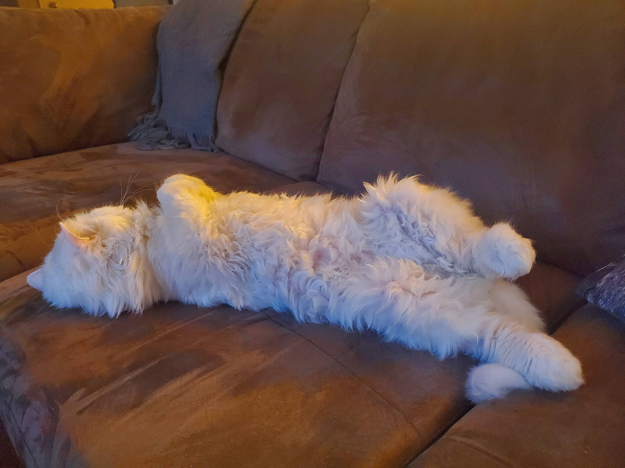 Henri joined the competition — help win amazing prizes! canidae, carnivore, comfort, companion_dog, couch, dog, dog_breed, feather, felidae, flooring, fur, hardwood, linens, nap, paw, small_to_medium_sized_cats, sporting_group, tail, wood, wood_flooring