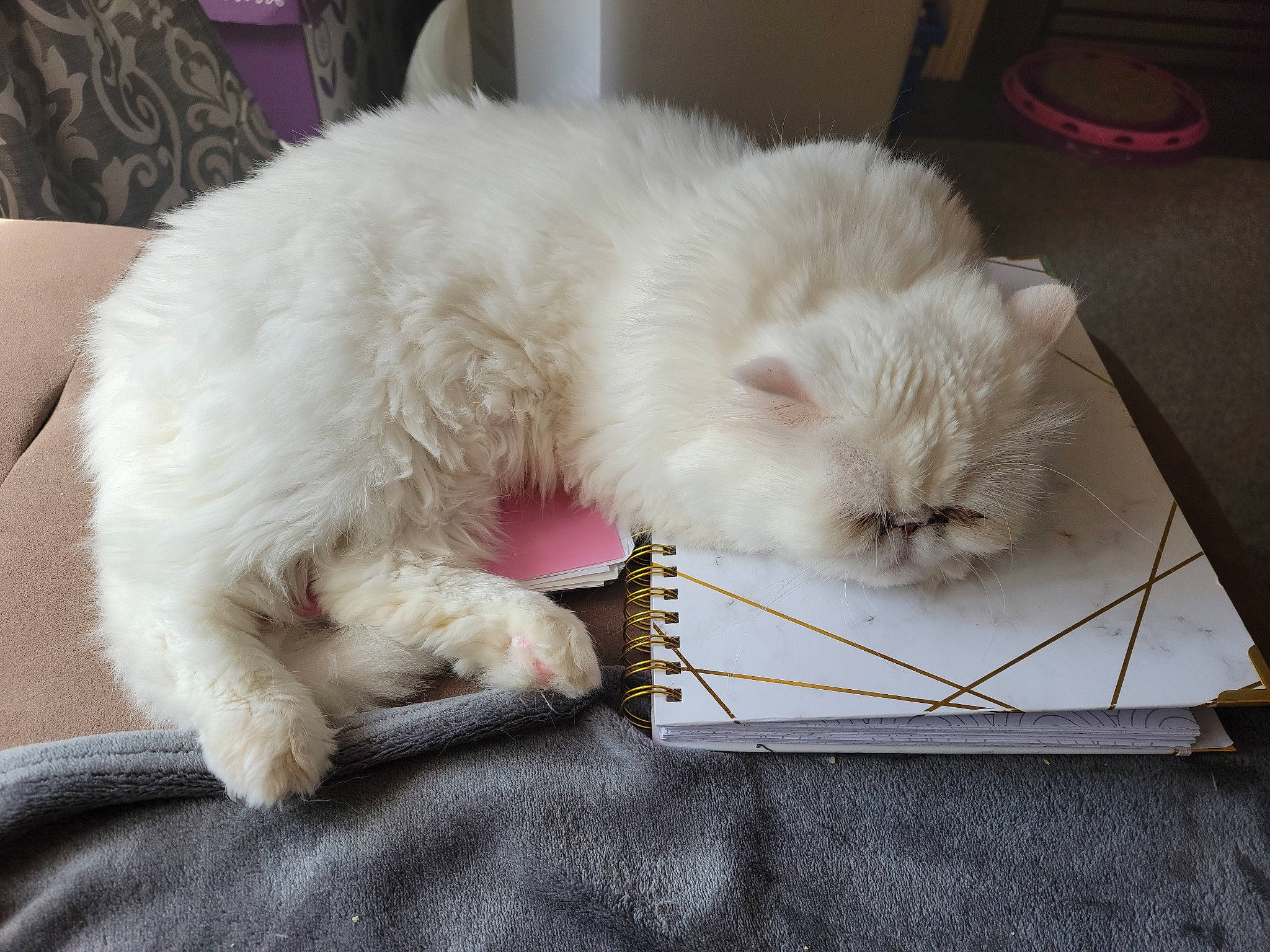 Henri is registered to the contest to win money with this photo: british_longhair, carnivore, cat, cat_supply, claw, comfort, companion_dog, dog_breed, fawn, felidae, fur, nap, paw, persian, ragdoll, selkirk_rex, small_to_medium_sized_cats, snout, tail, whiskers