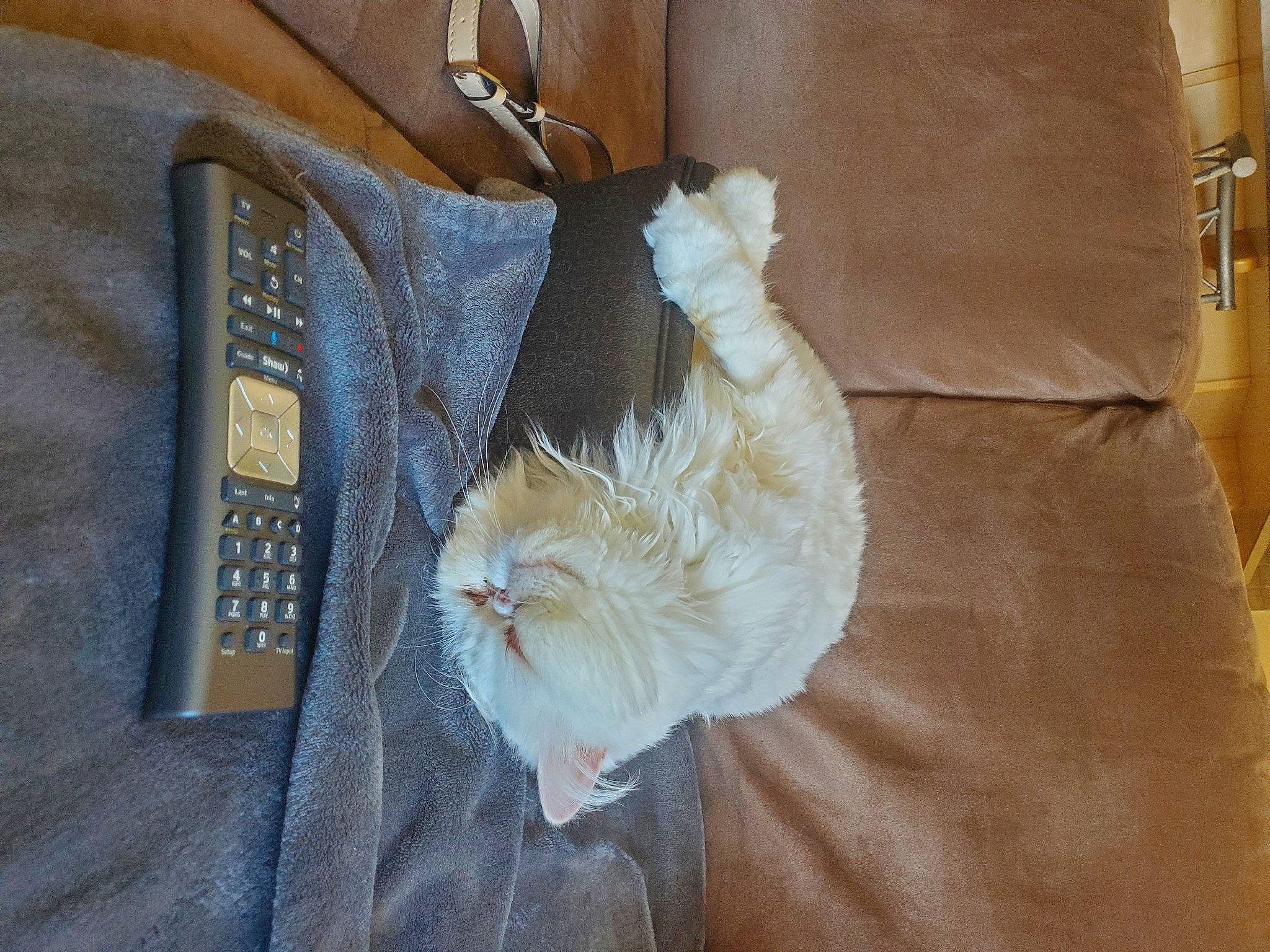 Henri joined the competition — help win amazing prizes! bag, beige, button, cat, collar, communication_device, denim, dress, dress_shirt, electric_blue, fashion_accessory, fawn, felidae, fur, linens, room, sleeve, small_to_medium_sized_cats, textile, wood