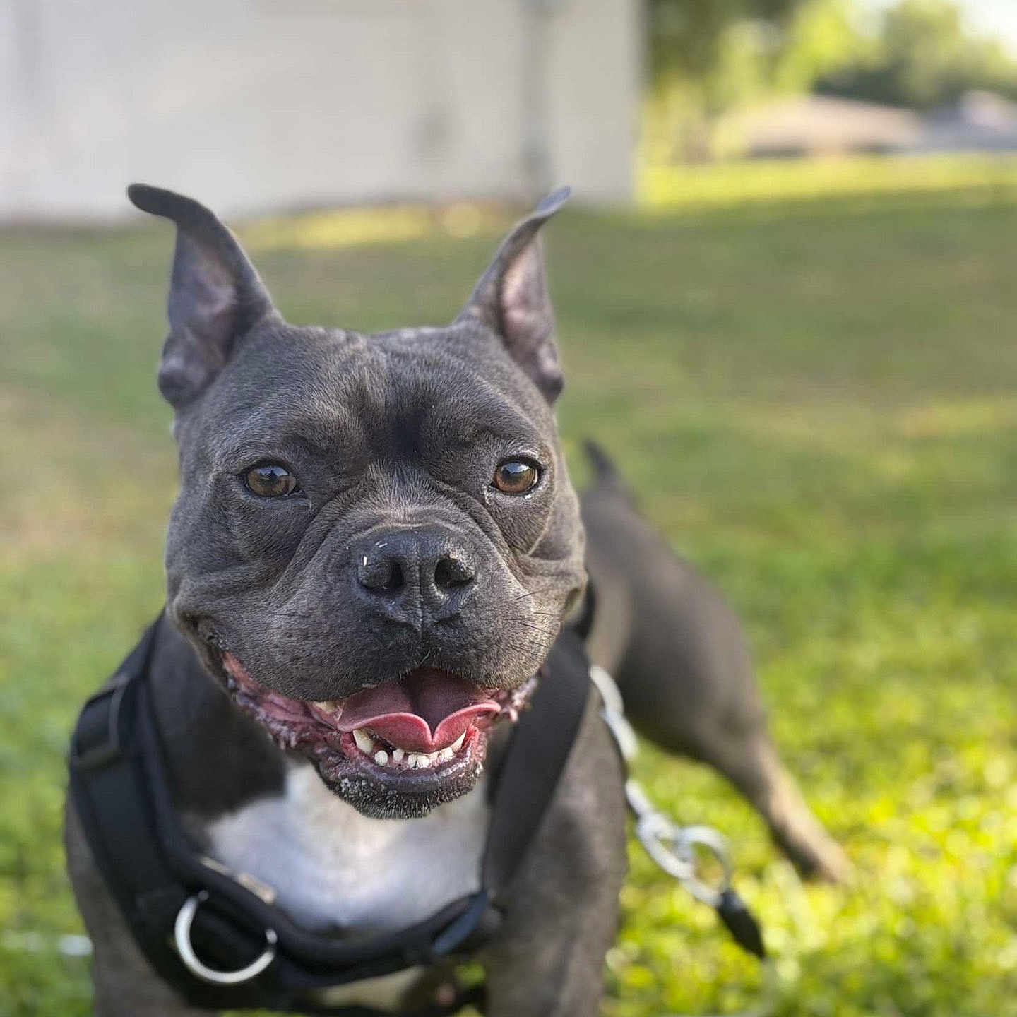 Mater joined the competition — help win amazing prizes! animal, black_dog, canine, close_up, daytime, dog, domestic_animal, ears_up, friendly, grass, happy, harness, leash, nature, outdoor, pet, playful, smiling, sunlight, tongue_out