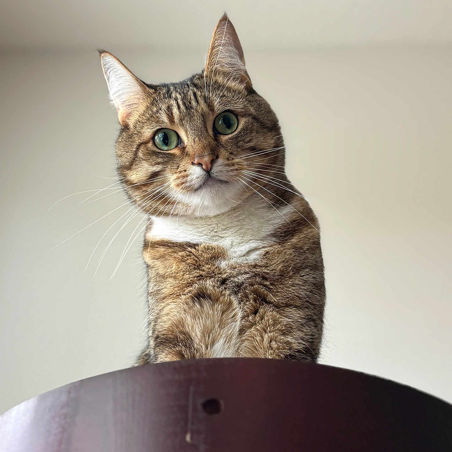 Gimli joined the competition — help win amazing prizes! animal, background, cat, close_up, curious, domestic_cat, ears, face, feline, fur, green_eyes, indoor, looking_down, mammal, neutral, pet, portrait, tabby, whiskers, wooden_surface