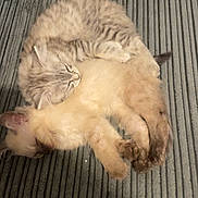 Zilo And Mocca is registered to the contest to win money with this photo: cat, kitten, sleeping, cuddle, cozy, feline, pet, cute, fur, animal, resting, companion, indoor, texture, sofa, striped, gray, soft, closeup, friendship
