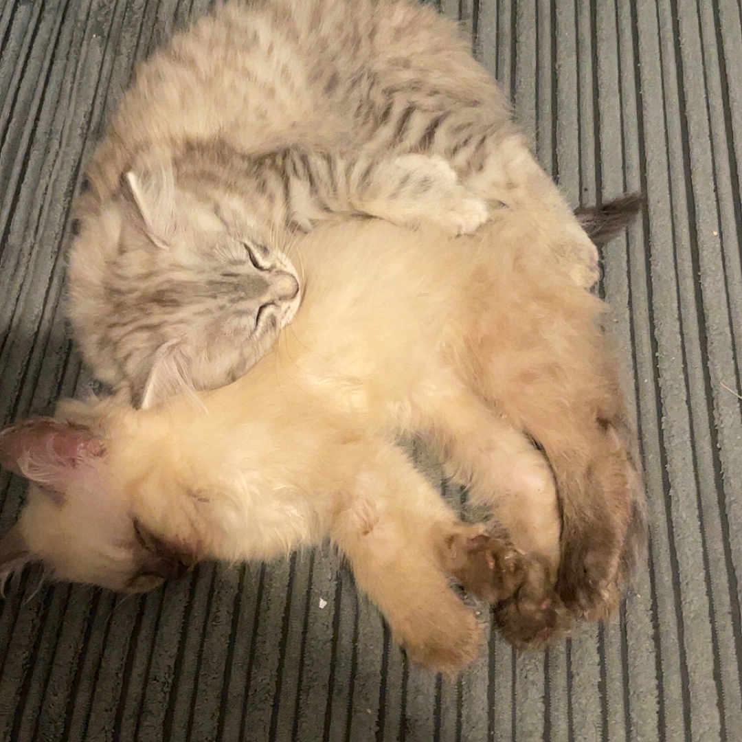 Zilo And Mocca is registered to the contest to win money with this photo: animal, cat, closeup, companion, cozy, cuddle, cute, feline, friendship, fur, gray, indoor, kitten, pet, resting, sleeping, sofa, soft, striped, texture