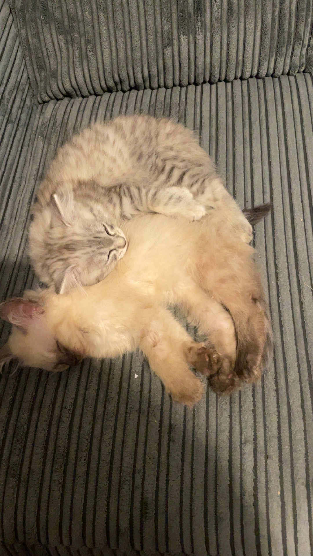 Zilo And Mocca
