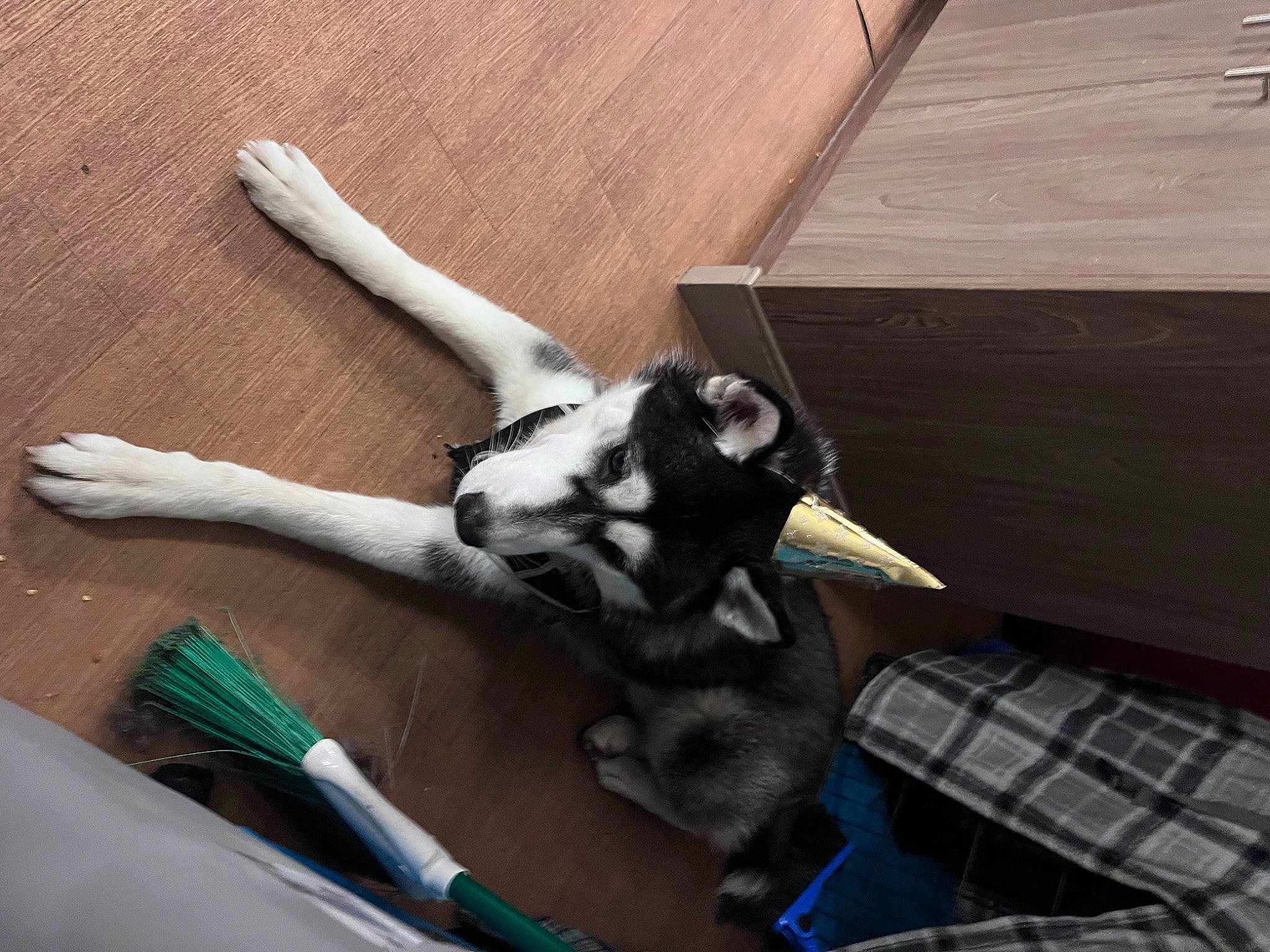 Spirit is registered to the contest to win money with this photo: carnivore, comfort, companion_dog, dog, dog_breed, fawn, felidae, foot, fur, hardwood, human_leg, paw, plaid, small_to_medium_sized_cats, sporting_group, tail, tartan, whiskers, wood, working_animal