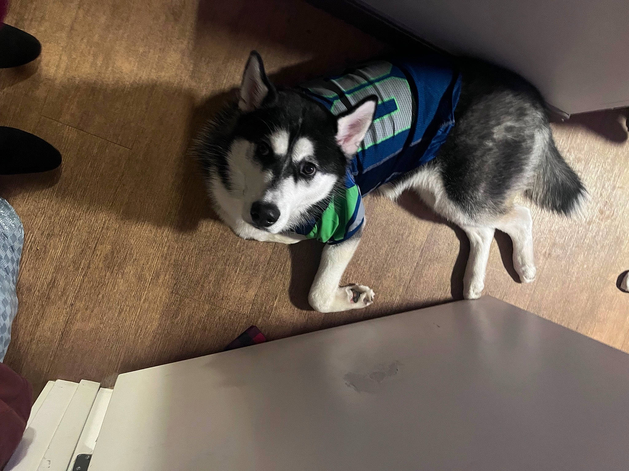 Spirit is registered to the contest to win money with this photo: canidae, canis, carnivore, companion_dog, dog, dog_breed, electric_blue, flooring, non_sporting_group, siberian_husky, sled_dog, snout, sporting_group, terrestrial_animal, working_animal, working_dog