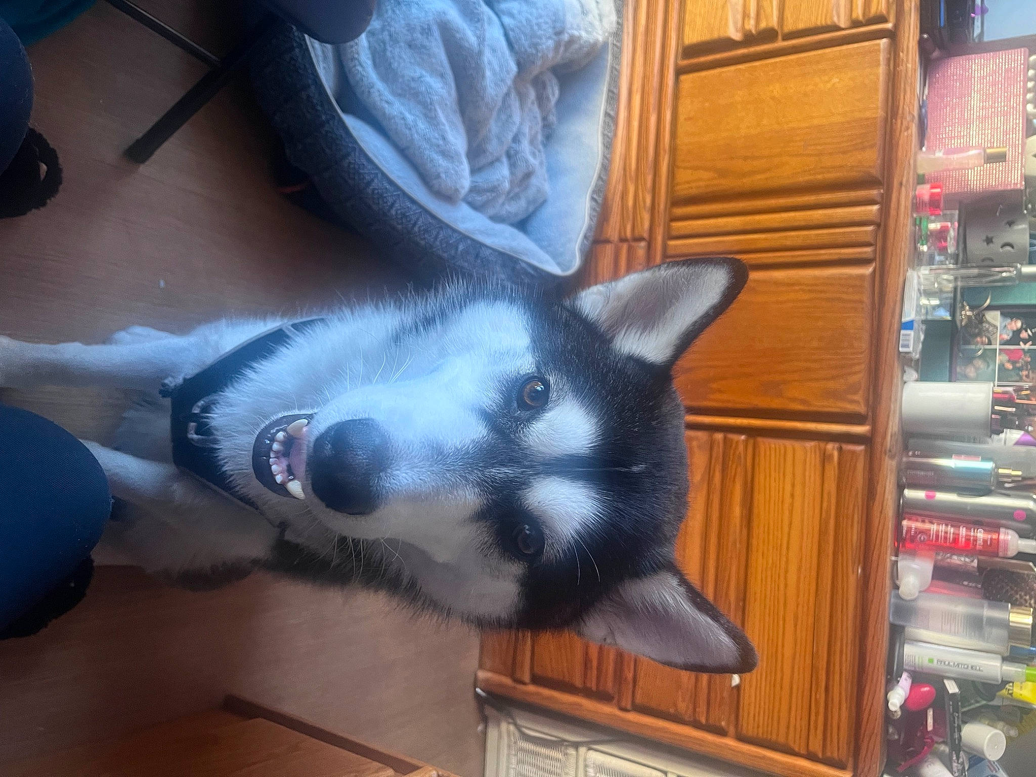 Spirit joined the competition — help win amazing prizes! cabinetry, canidae, carnivore, cat, comfort, companion_dog, dog_breed, domestic_short_haired_cat, fawn, felidae, flooring, fur, grey, paw, small_to_medium_sized_cats, snout, sporting_group, tail, whiskers, wood