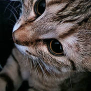 Nami a rejoint le concours — aidez-le/la à gagner de superbes lots ! cat, tabby, close_up, feline, whiskers, fur, eyes, pet, animal, cute, curious, portrait, mammal, indoor, nose, soft_lighting, texture, face, domestic_cat, macro