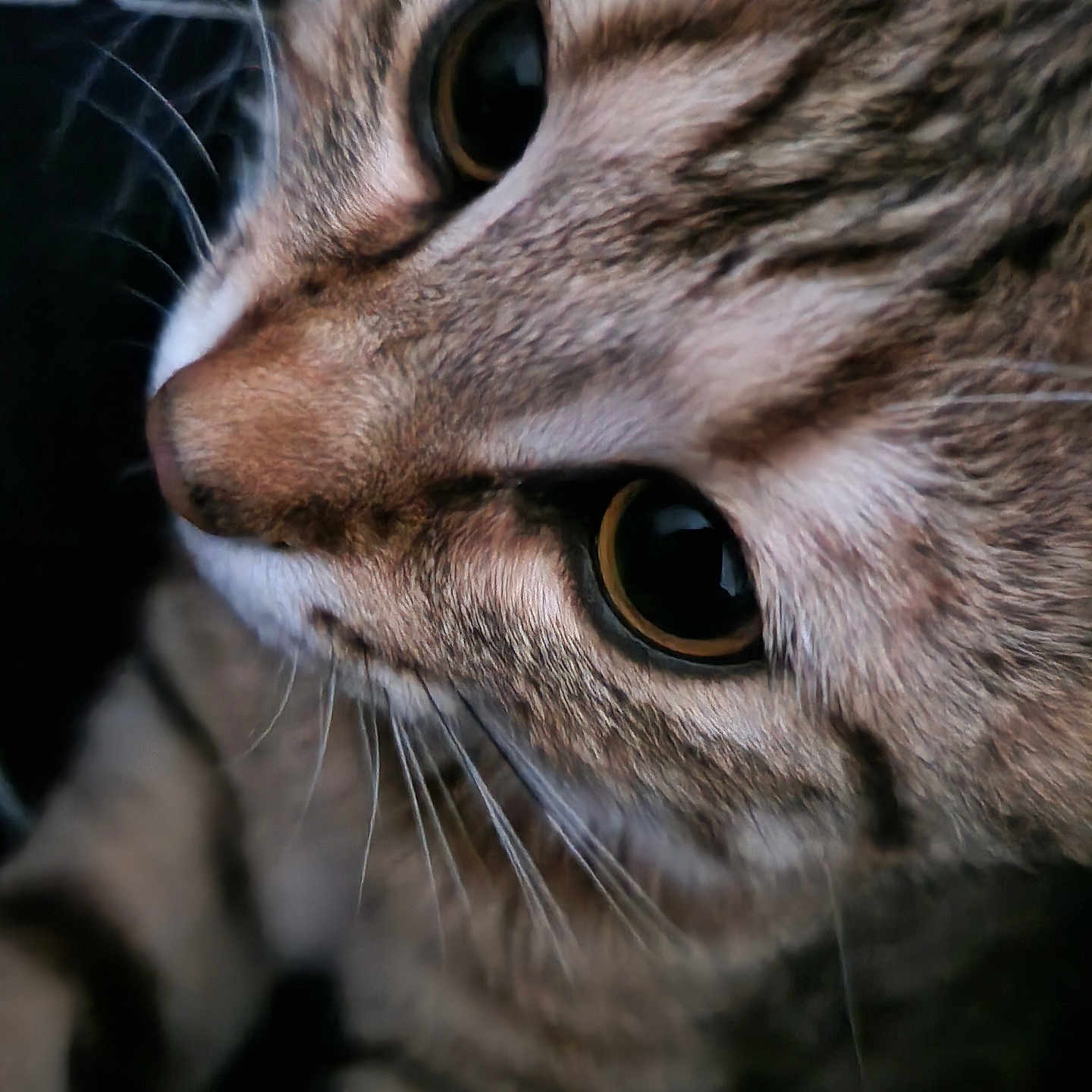 Nami a rejoint le concours — aidez-le/la à gagner de superbes lots ! animal, cat, close_up, curious, cute, domestic_cat, eyes, face, feline, fur, indoor, macro, mammal, nose, pet, portrait, soft_lighting, tabby, texture, whiskers