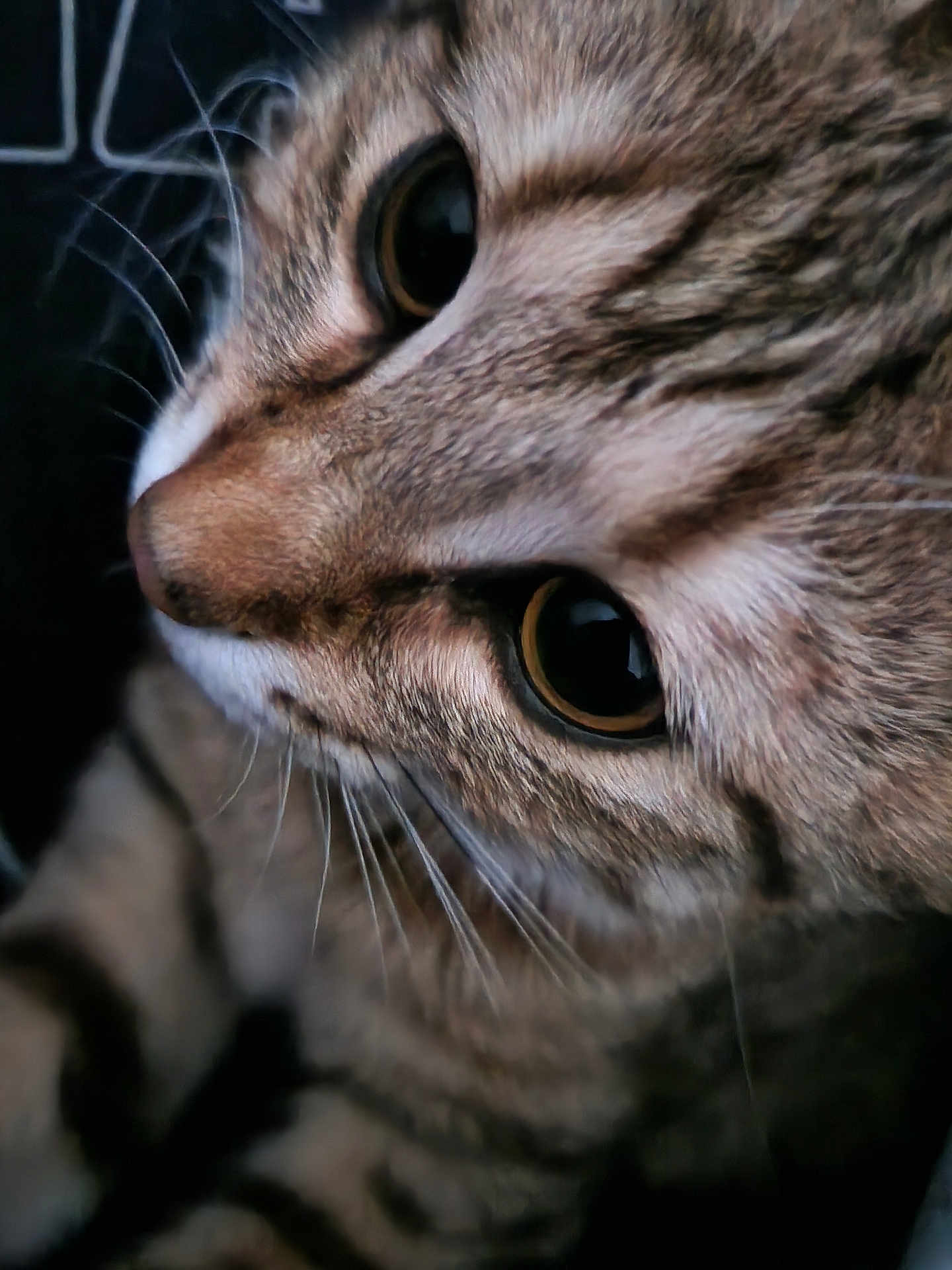 Nami a rejoint le concours — aidez-le/la à gagner de superbes lots ! cat, tabby, close_up, feline, whiskers, fur, eyes, pet, animal, cute, curious, portrait, mammal, indoor, nose, soft_lighting, texture, face, domestic_cat, macro