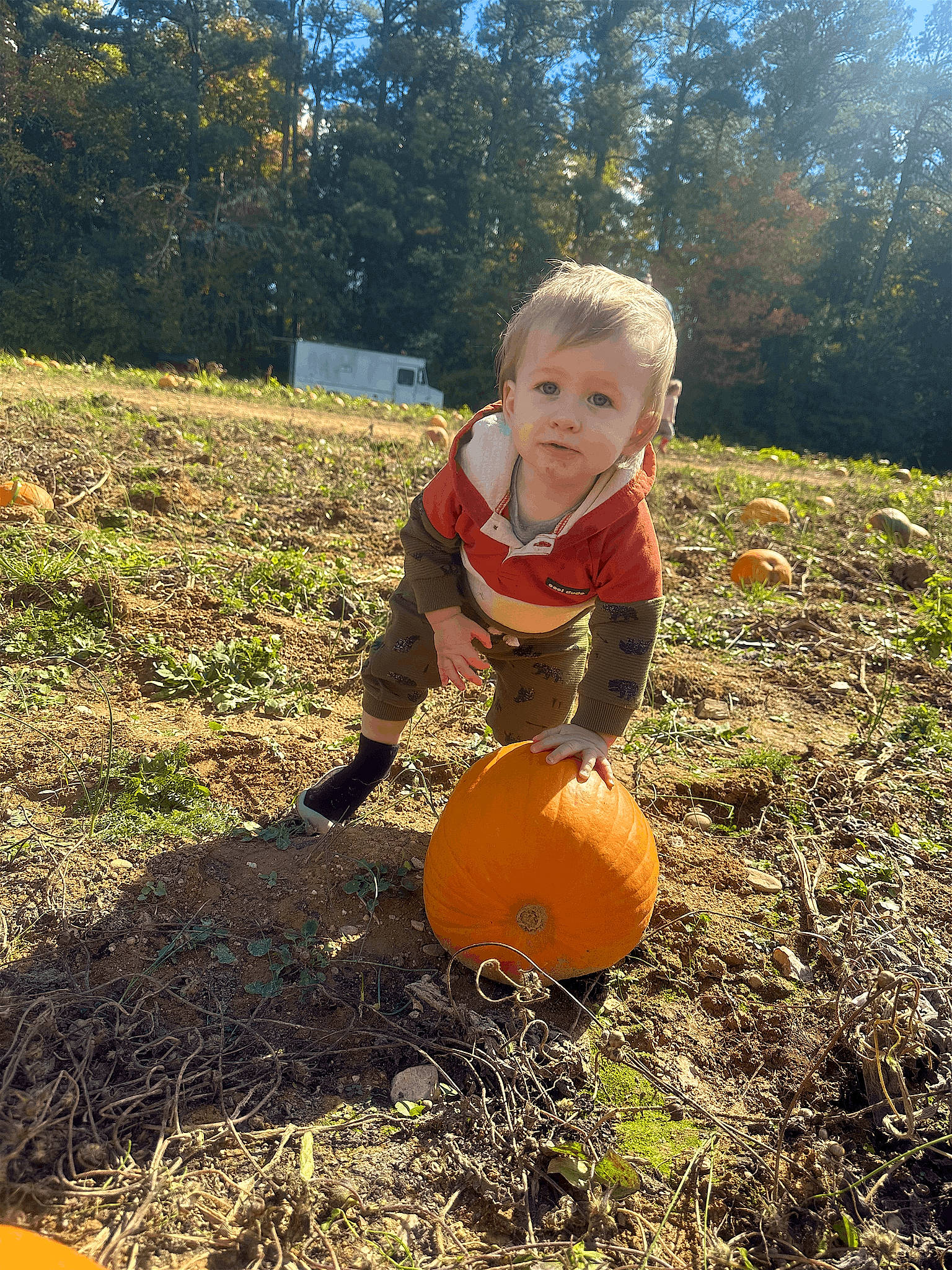 Ernest is registered to the contest to win money with this photo: agriculture, ball, calabaza, child, cucurbita, fun, gourd, grass, happy, landscape, people_in_nature, person, plant, pumpkin, sitting, soil, squash, toddler, tree, vegetable