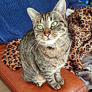 Mimi a rejoint le concours — aidez-le/la à gagner de superbes lots ! cat, tabby, green_eyes, sitting, leather_couch, blanket, leopard_print, cozy, indoor, pet, whiskers, fur, paws, relaxed, home, furniture, domestic_animal, cute, animal, companion