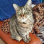 cat, tabby, green_eyes, sitting, leather_couch, blanket, leopard_print, cozy, indoor, pet, whiskers, fur, paws, relaxed, home, furniture, domestic_animal, cute, animal, companion