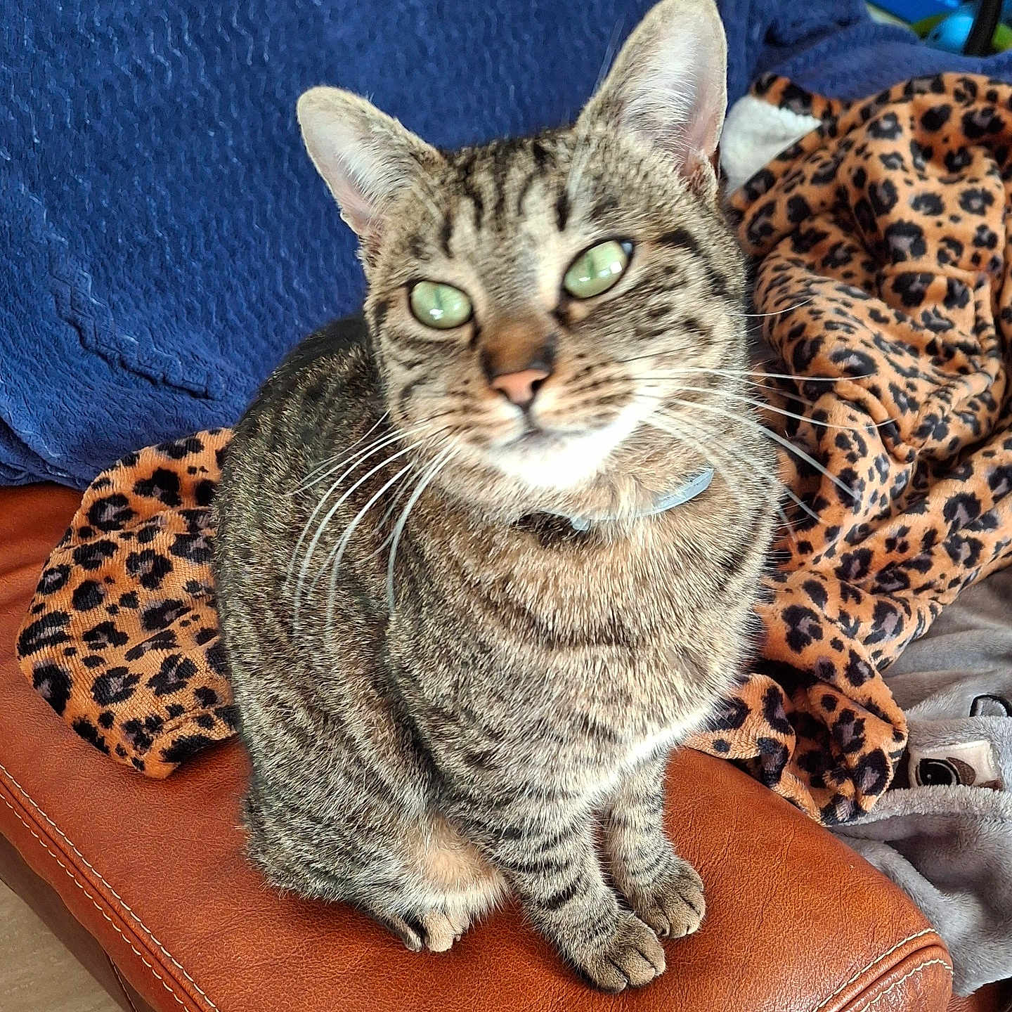 Mimi a rejoint le concours — aidez-le/la à gagner de superbes lots ! animal, blanket, cat, companion, cozy, cute, domestic_animal, fur, furniture, green_eyes, home, indoor, leather_couch, leopard_print, paws, pet, relaxed, sitting, tabby, whiskers