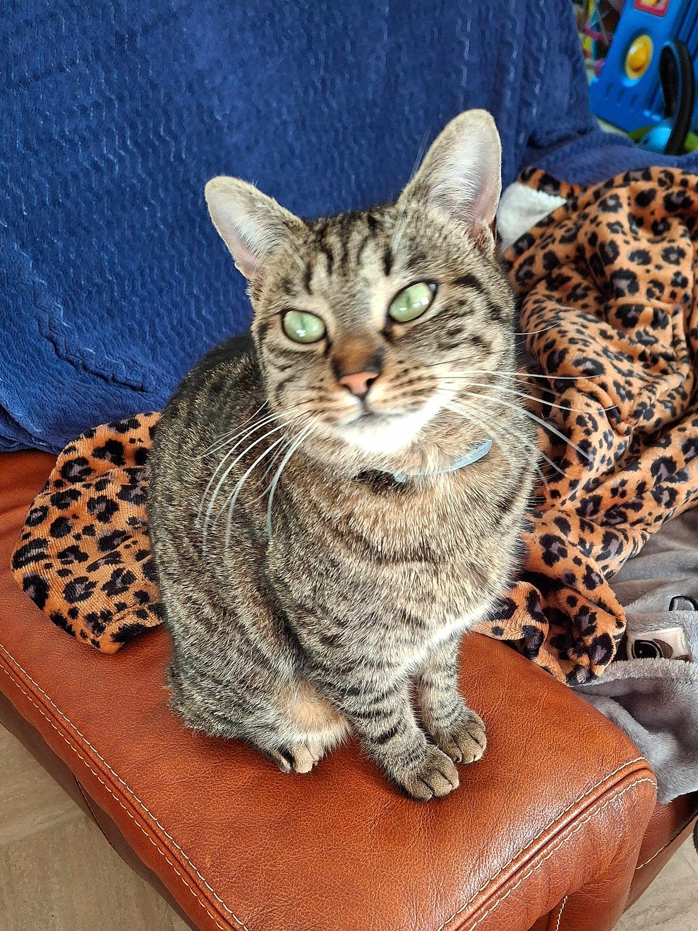 Mimi a rejoint le concours — aidez-le/la à gagner de superbes lots ! cat, tabby, green_eyes, sitting, leather_couch, blanket, leopard_print, cozy, indoor, pet, whiskers, fur, paws, relaxed, home, furniture, domestic_animal, cute, animal, companion
