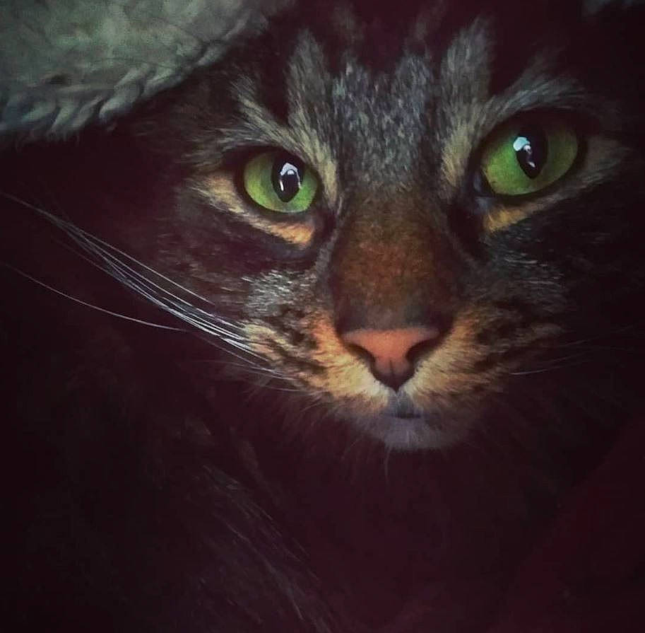 Aristo a rejoint le concours — aidez-le/la à gagner de superbes lots ! black_cat, carnivore, cat, darkness, domestic_short_haired_cat, ear, electric_blue, felidae, fur, macro_photography, small_to_medium_sized_cats, snout, whiskers