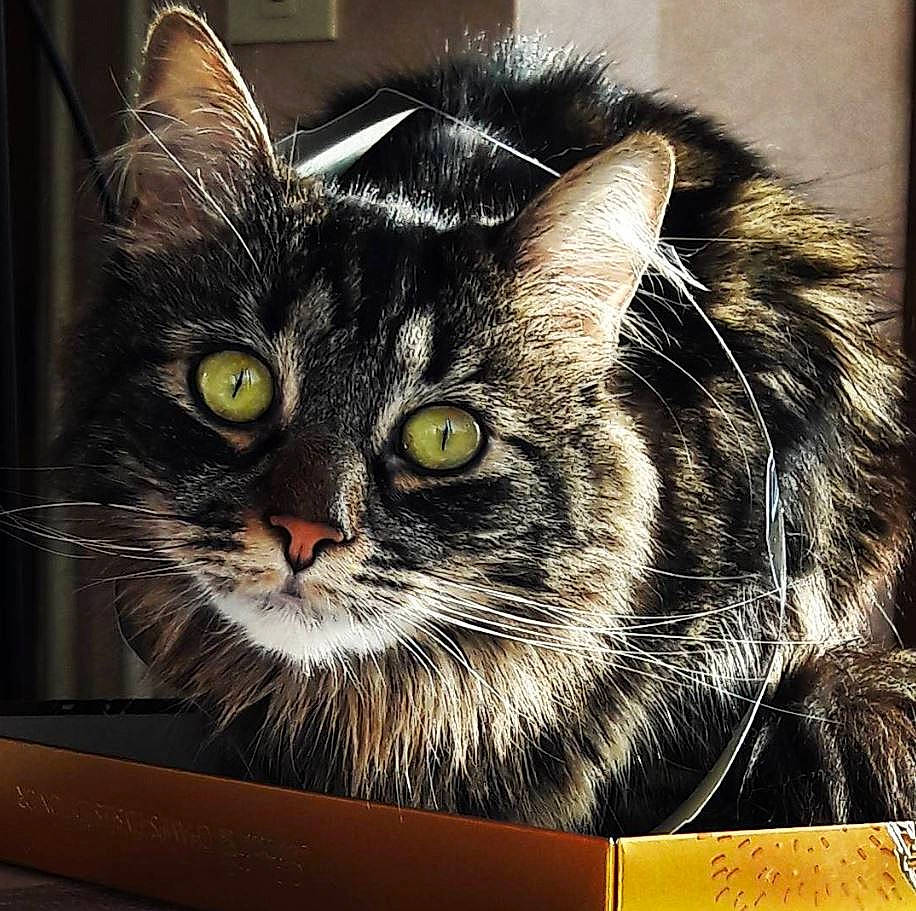 Aristo a rejoint le concours — aidez-le/la à gagner de superbes lots ! art, box, cardboard, carnivore, carton, cat, domestic_short_haired_cat, felidae, fur, packaging_and_labeling, paper_product, pet_supply, puzzle, rectangle, small_to_medium_sized_cats, snout, square, visual_arts, whiskers, window