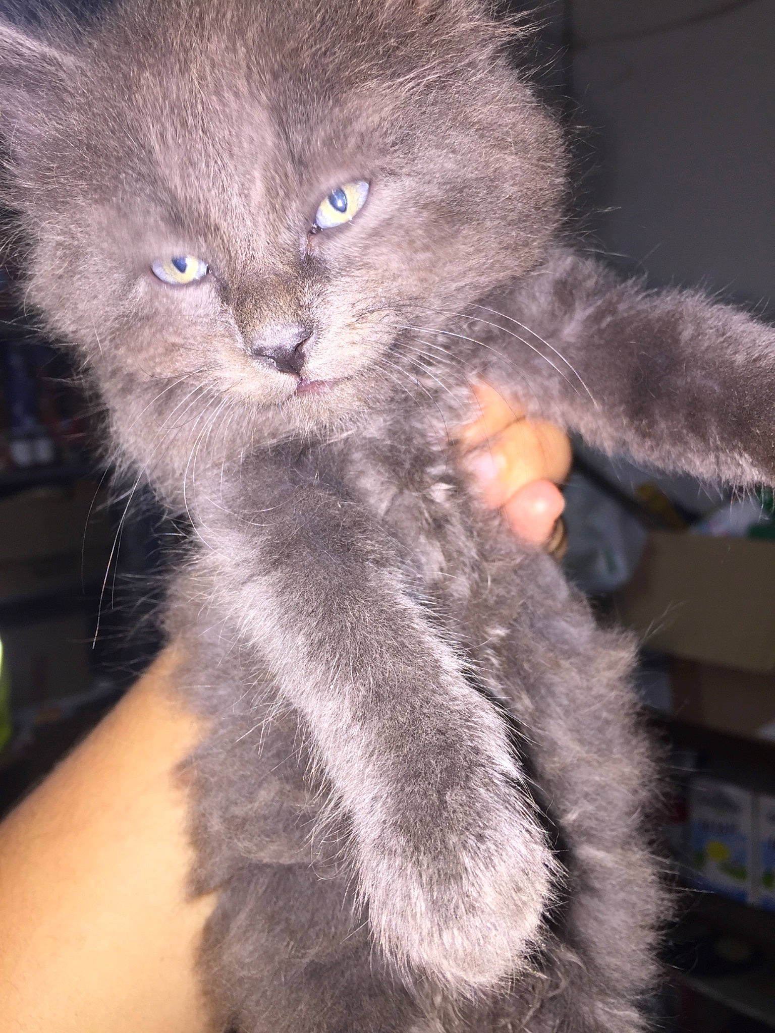 Joye a rejoint le concours — aidez-le/la à gagner de superbes lots ! british_longhair, british_semi_longhair, carnivore, cat, chartreux, domestic_long_haired_cat, felidae, fur, korat, mammal, nebelung, russian_blue, small_to_medium_sized_cats, vertebrate, whiskers