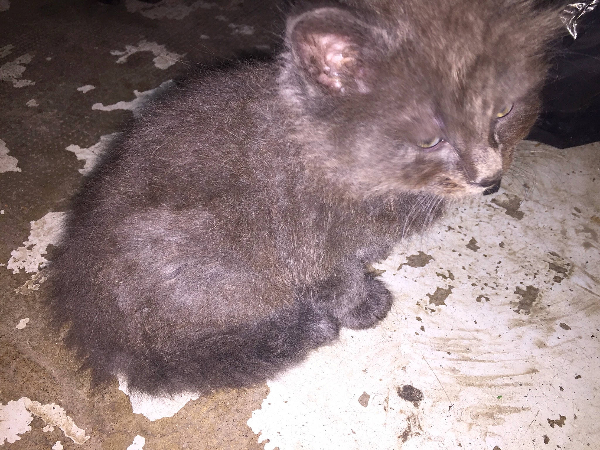 Joye a rejoint le concours — aidez-le/la à gagner de superbes lots ! carnivore, cat, chartreux, domestic_short_haired_cat, felidae, fur, german_rex, kitten, korat, mammal, nebelung, russian_blue, small_to_medium_sized_cats, whiskers