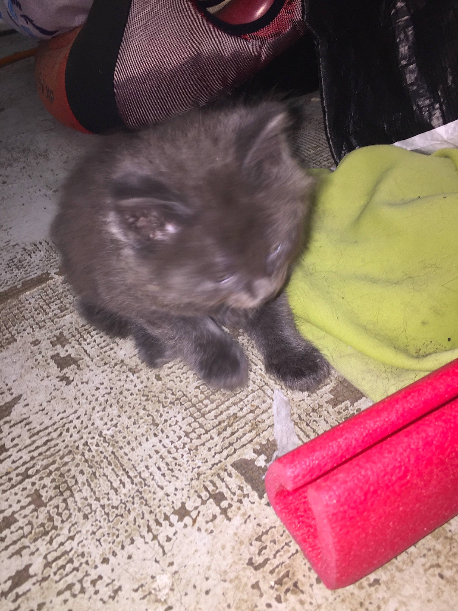 Joye participe au concours pour gagner de l'argent avec cette photo : black_cat, british_shorthair, carnivore, cat, chartreux, domestic_short_haired_cat, fawn, felidae, fur, kitten, korat, nebelung, russian_blue, small_to_medium_sized_cats, snout, whiskers