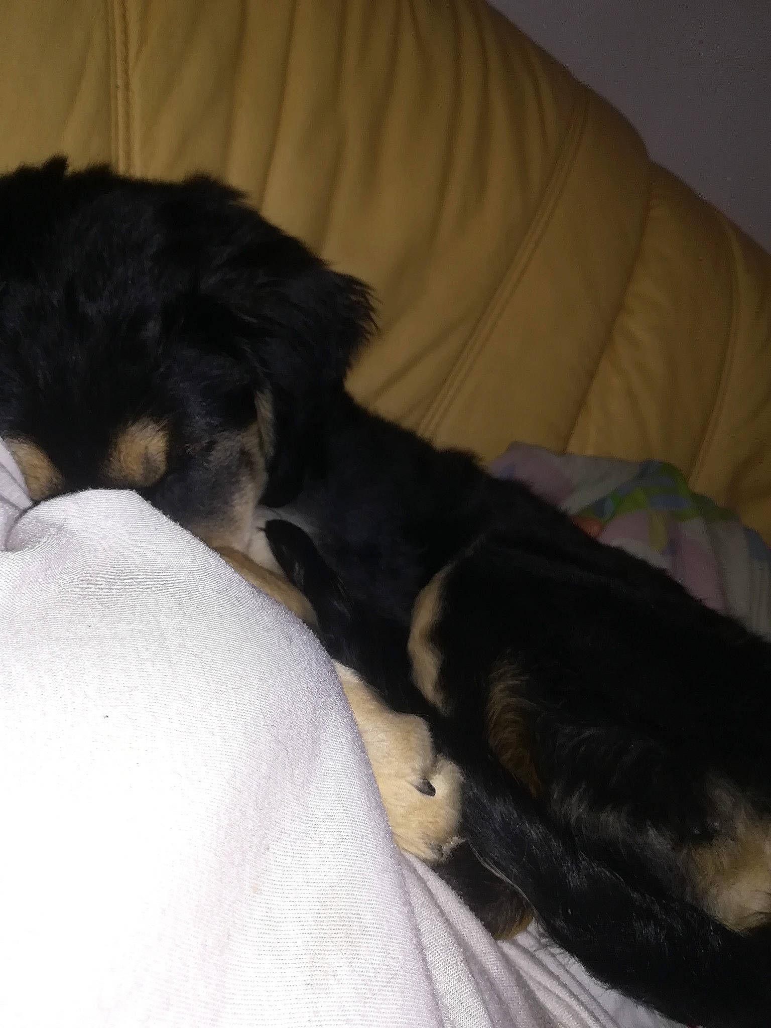 Pinky participe au concours pour gagner de l'argent avec cette photo : bed, canidae, carnivore, cat, dog, dog_breed, fur, hovawart, nap, puppy, sleep, sporting_group, tail, whiskers