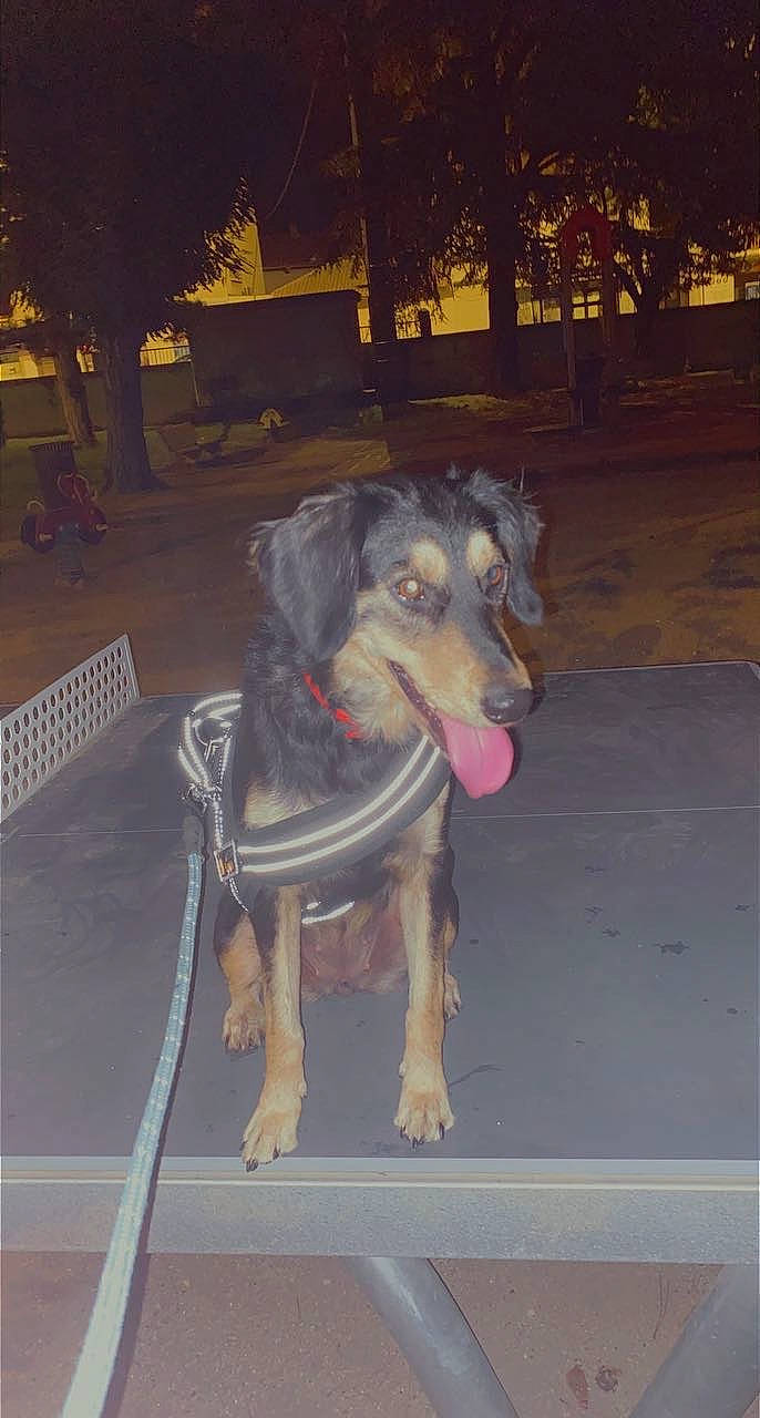 Pinky a rejoint le concours — aidez-le/la à gagner de superbes lots ! canidae, carnivore, companion_dog, dog, dog_breed, fur, grey, plant, sporting_group, tail, tree, working_animal, working_dog