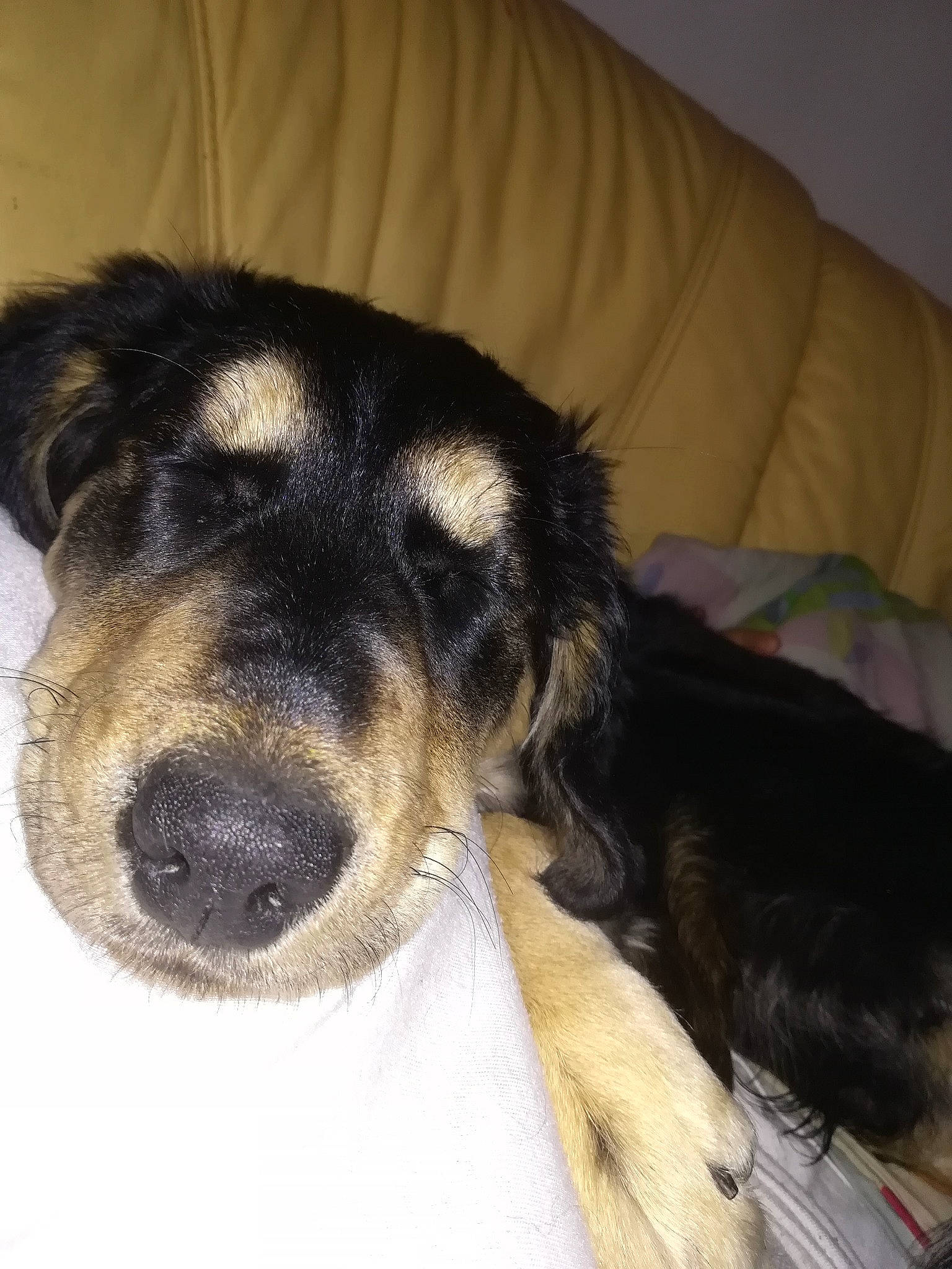 Pinky participe au concours pour gagner de l'argent avec cette photo : canidae, carnivore, companion_dog, dog, dog_breed, guard_dog, hovawart, mammal, nose, puppy, rare_breed_dog, snout, spaniel, sporting_group, vertebrate