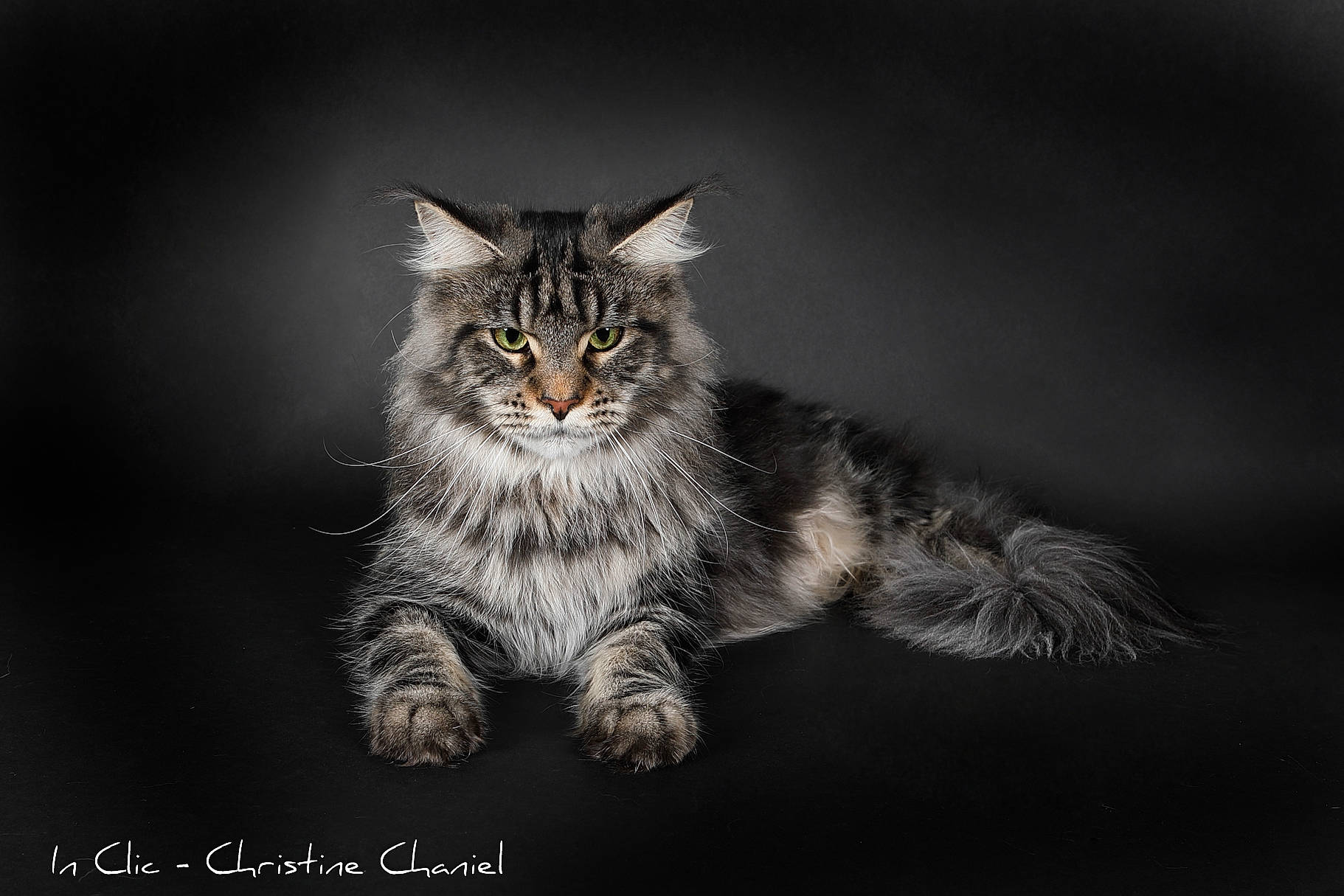 Tryskel a rejoint le concours — aidez-le/la à gagner de superbes lots ! carnivore, cat, claw, darkness, domestic_short_haired_cat, felidae, flash_photography, font, fur, macro_photography, monochrome, monochrome_photography, paw, photo_caption, small_to_medium_sized_cats, snout, still_life_photography, terrestrial_animal, whiskers, wood