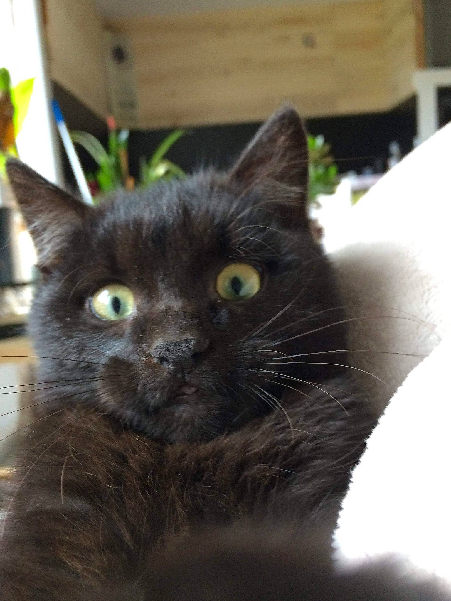 César a rejoint le concours — aidez-le/la à gagner de superbes lots ! asian, black_cat, bombay, burmese, carnivore, cat, domestic_short_haired_cat, eye, felidae, fur, german_rex, kitten, korat, mammal, nebelung, small_to_medium_sized_cats, snout, vertebrate, whiskers