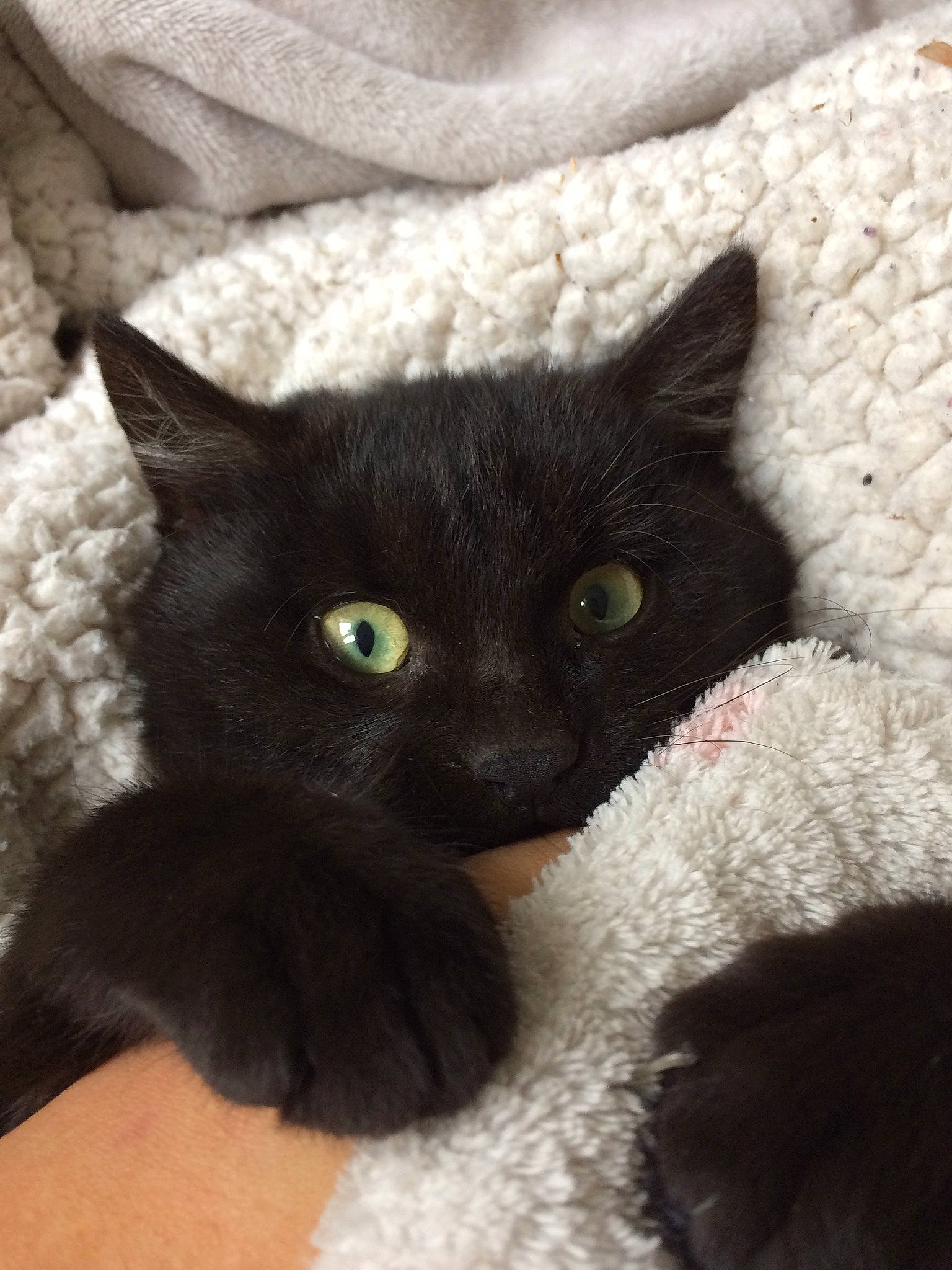 César participe au concours pour gagner de l'argent avec cette photo : asian, black_cat, bombay, british_shorthair, burmese, carnivore, cat, domestic_short_haired_cat, eye, felidae, fur, german_rex, korat, mammal, small_to_medium_sized_cats, snout, vertebrate, whiskers