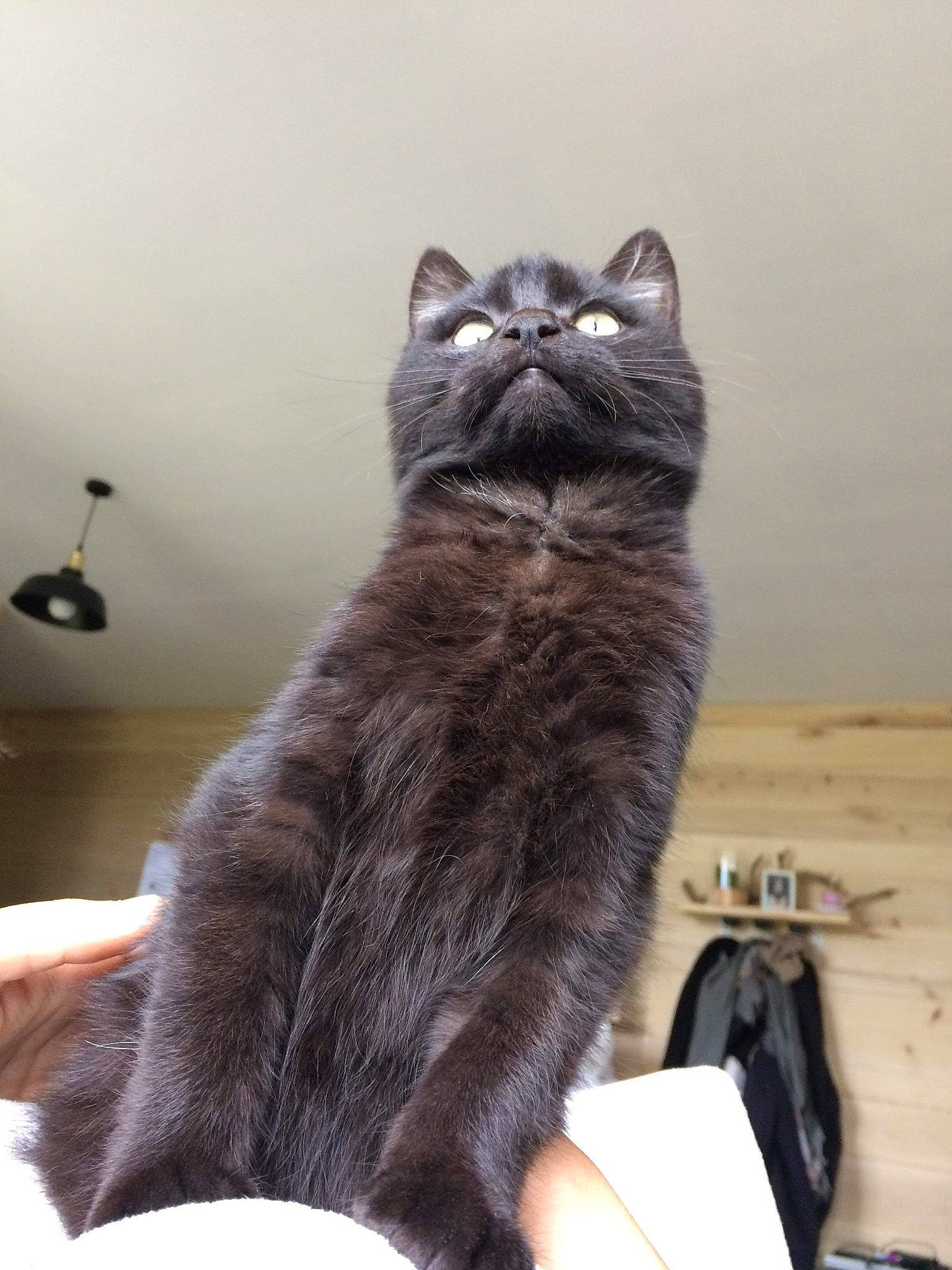 César participe au concours pour gagner de l'argent avec cette photo : asian, asian_semi_longhair, black_cat, british_semi_longhair, carnivore, cat, domestic_long_haired_cat, domestic_short_haired_cat, european_shorthair, felidae, kitten, korat, kurilian_bobtail, mammal, nebelung, norwegian_forest_cat, small_to_medium_sized_cats, tail, vertebrate, whiskers