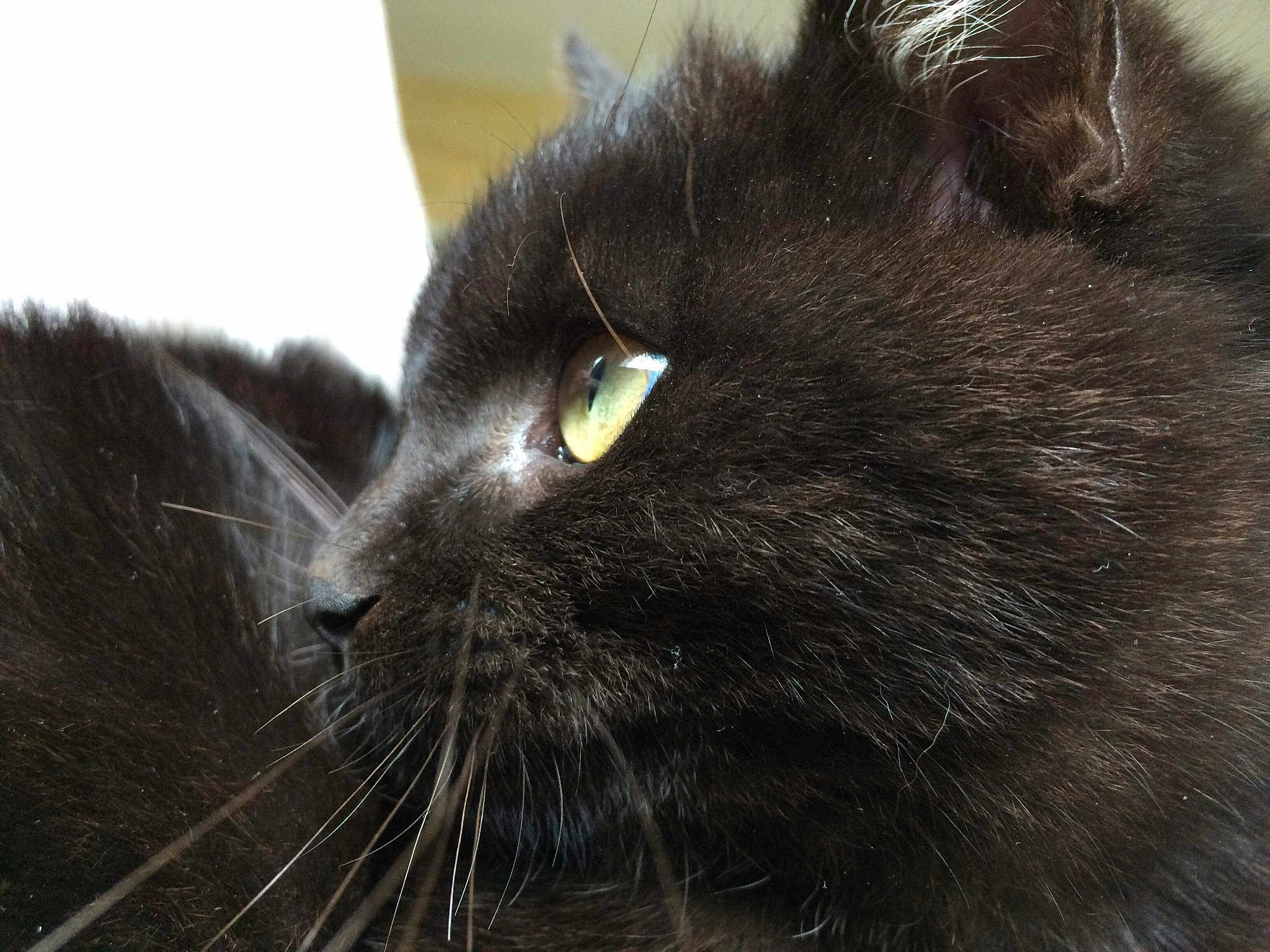 César