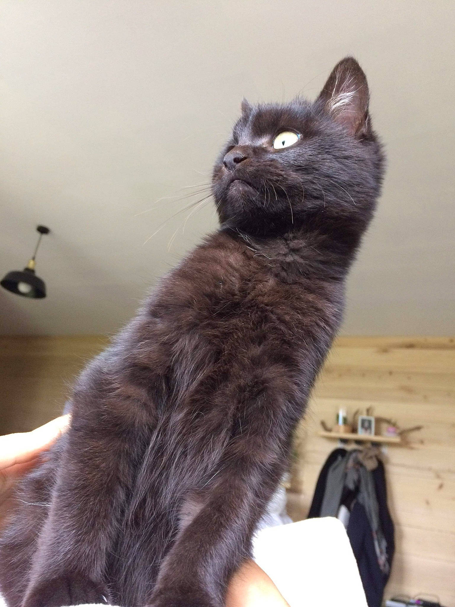 César participe au concours pour gagner de l'argent avec cette photo : asian, asian_semi_longhair, black_cat, british_semi_longhair, carnivore, cat, domestic_long_haired_cat, domestic_short_haired_cat, felidae, kitten, korat, maine_coon, mammal, nebelung, norwegian_forest_cat, polydactyl_cat, russian_blue, small_to_medium_sized_cats, vertebrate, whiskers