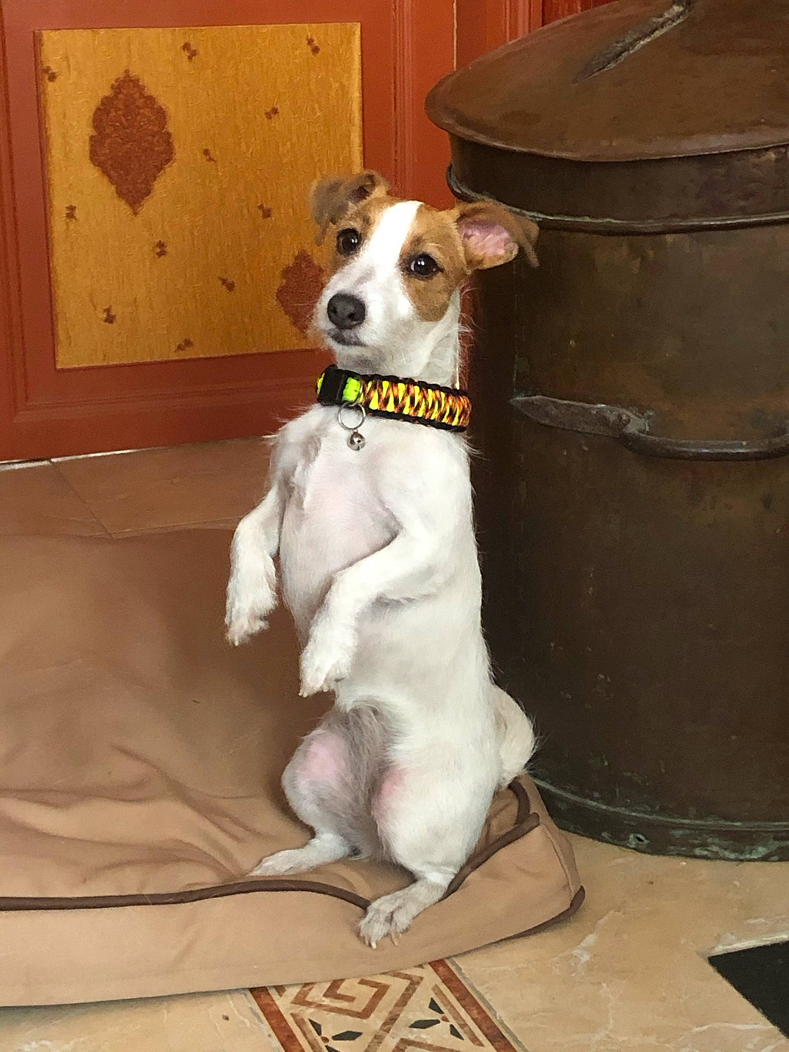 Oxy a rejoint le concours — aidez-le/la à gagner de superbes lots ! canidae, carnivore, collar, companion_dog, couch, dog, dog_breed, dog_collar, dog_supply, fawn, flooring, fur, non_sporting_group, paw, pet_supply, sighthound, snout, sporting_group, whiskers, working_animal