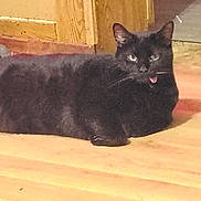 Laker is registered to the contest to win money with this photo: black_cat, cat, animal, pet, indoor, wood_floor, wooden_cabinet, tongue_out, lying_down, feline, domestic_cat, mischievous, flooring, fur, whiskers, ears, eyes, resting, household, home