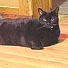 black_cat, cat, animal, pet, indoor, wood_floor, wooden_cabinet, tongue_out, lying_down, feline, domestic_cat, mischievous, flooring, fur, whiskers, ears, eyes, resting, household, home