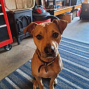 Sadie joined the competition — help win amazing prizes! dog, brown_dog, pet, indoor, floor_rug, striped_rug, collar, looking_up, ears, furniture, vacuum_cleaner, basket, wooden_shelf, concrete_floor, indoor_lighting, household_items, curious, sitting, animal, canine