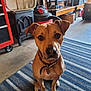 dog, brown_dog, pet, indoor, floor_rug, striped_rug, collar, looking_up, ears, furniture, vacuum_cleaner, basket, wooden_shelf, concrete_floor, indoor_lighting, household_items, curious, sitting, animal, canine
