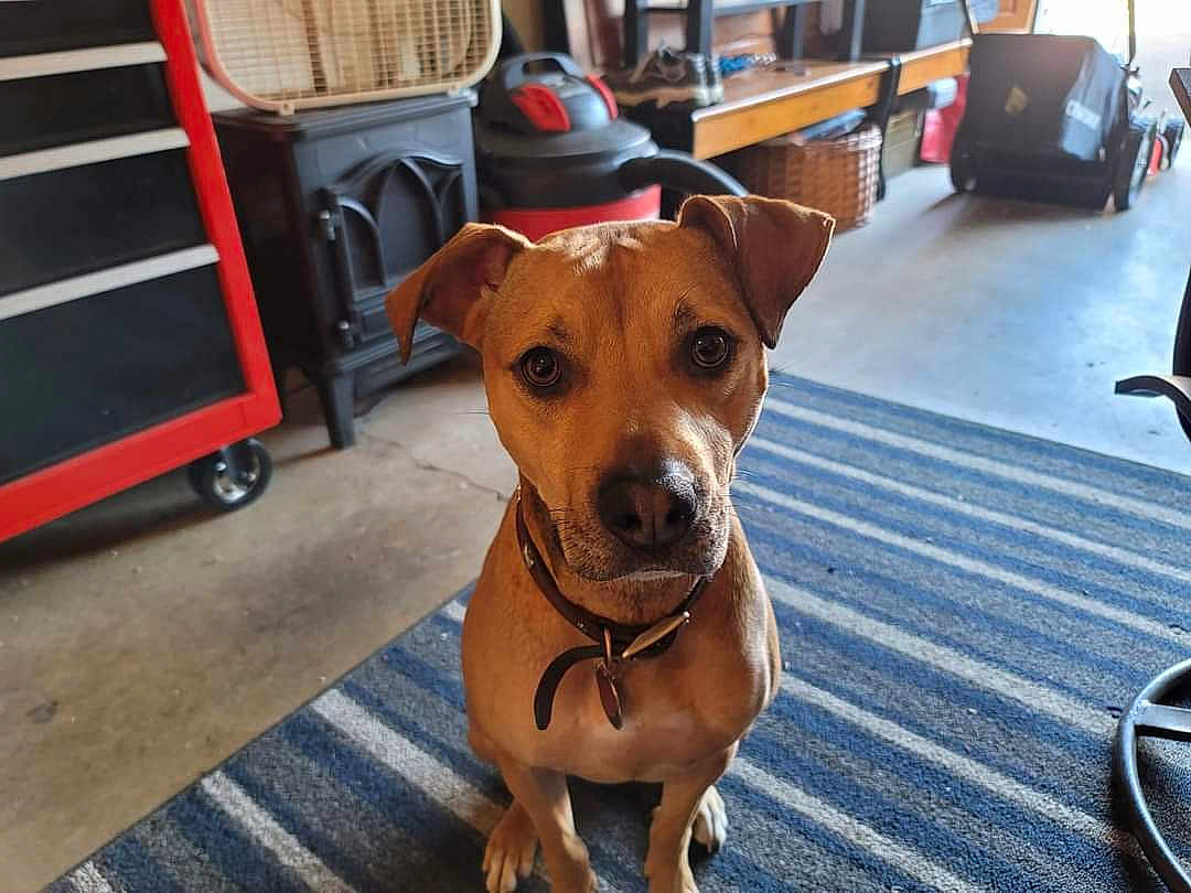 Sadie